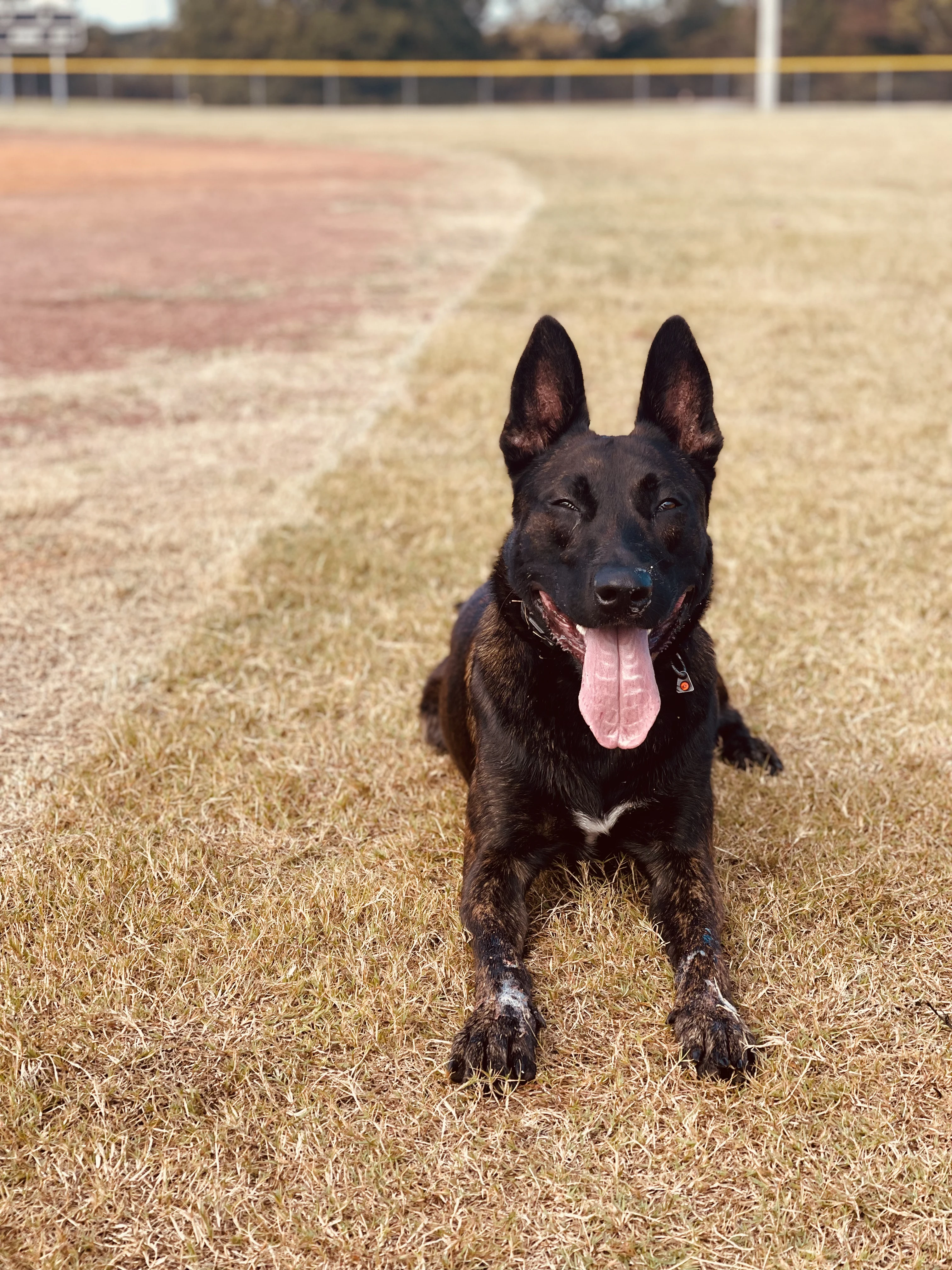 Ranger, Dutch Shepherd sire for the Ranger x Mila litter.