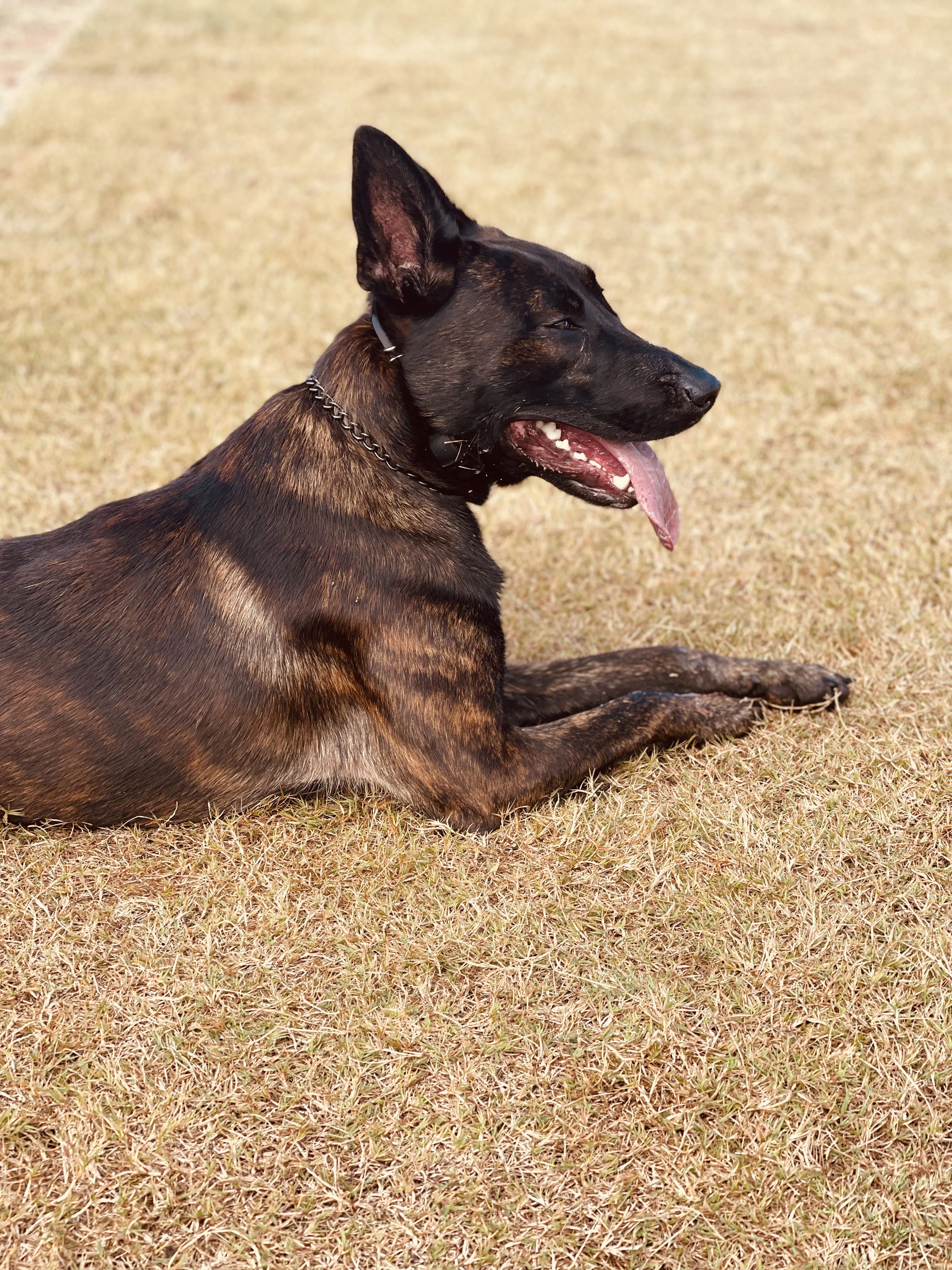 Ranger, Dutch Shepherd sire for the Ranger x Mila litter.