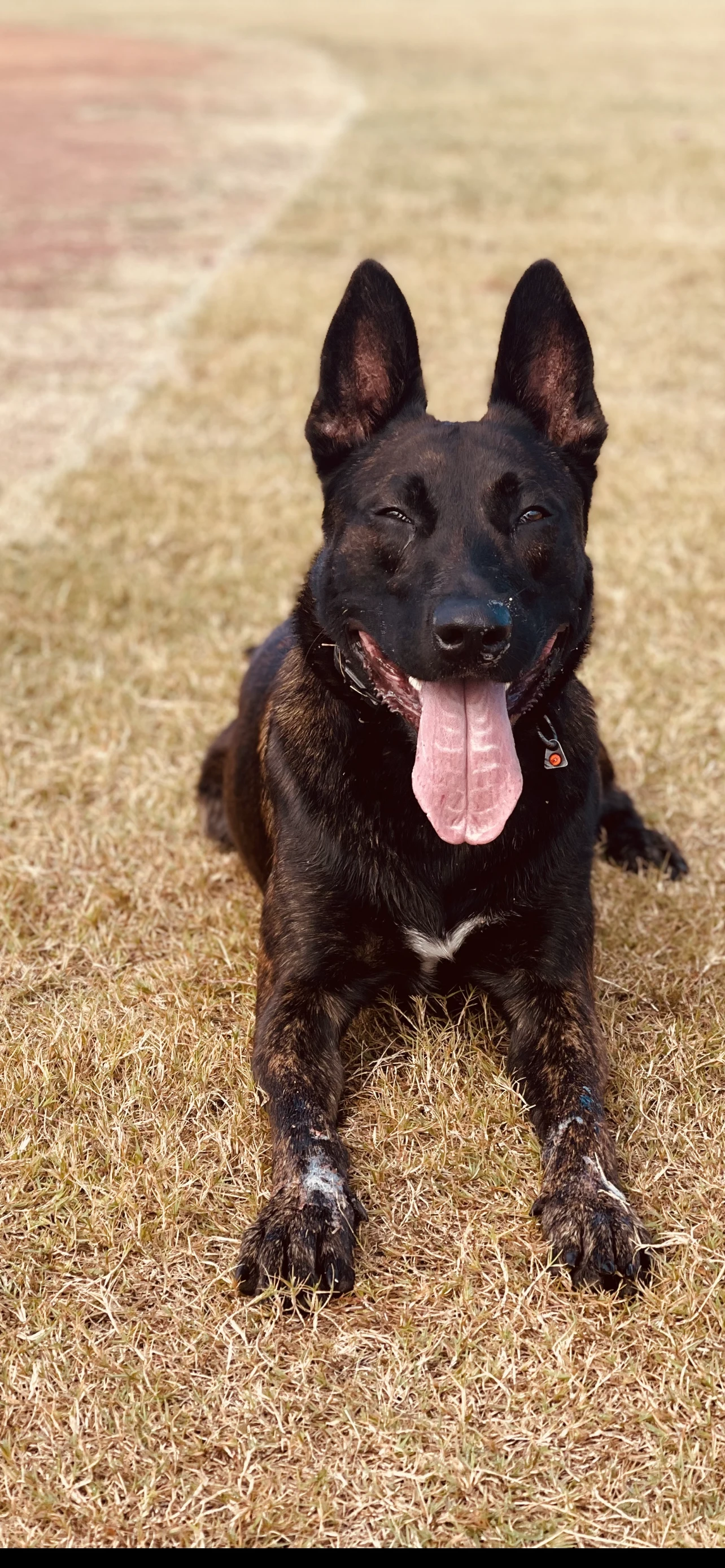 Ranger, Dutch Shepherd sire for the Ranger x Mila litter.