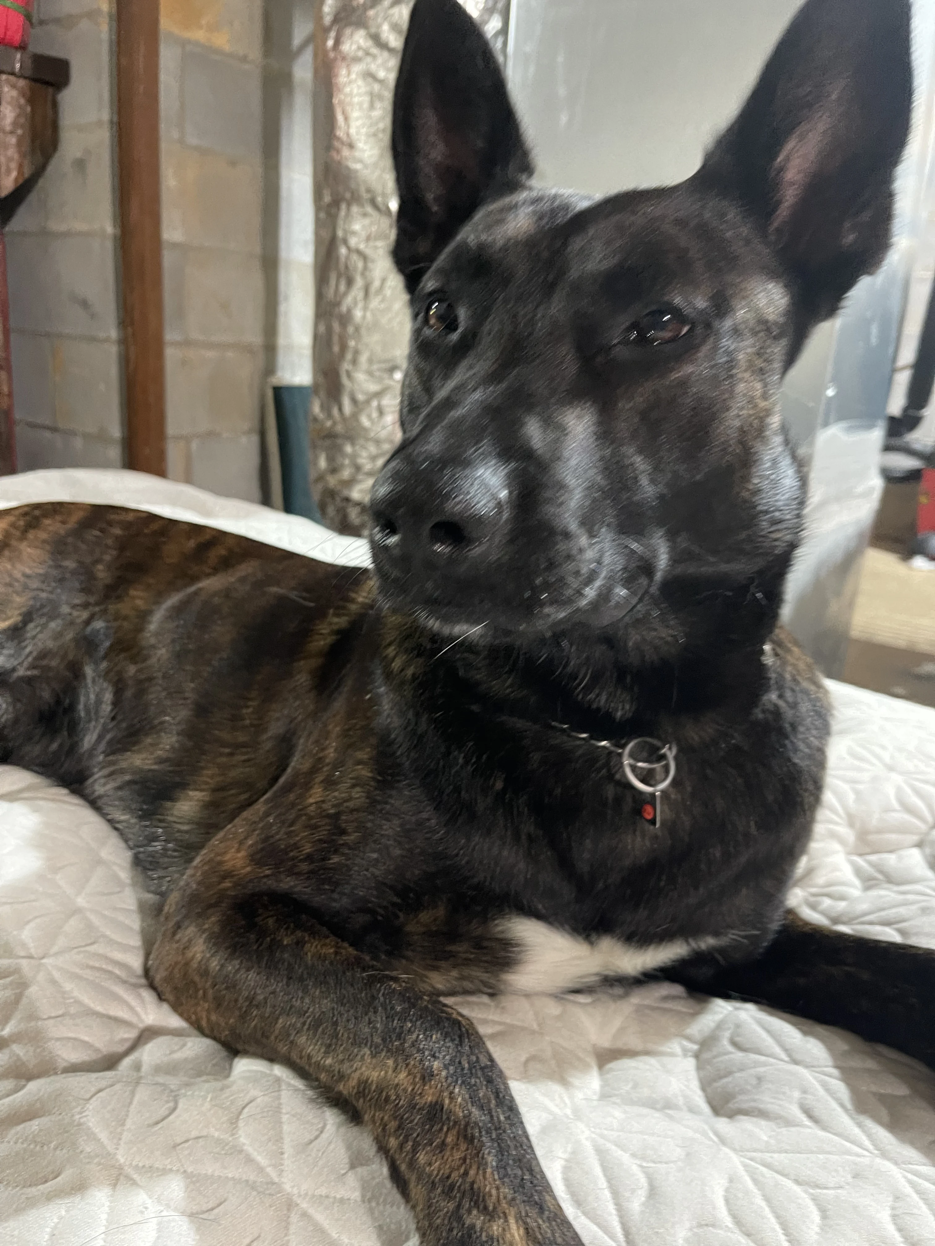 Ranger, Dutch Shepherd sire for the Ranger x Mila litter.