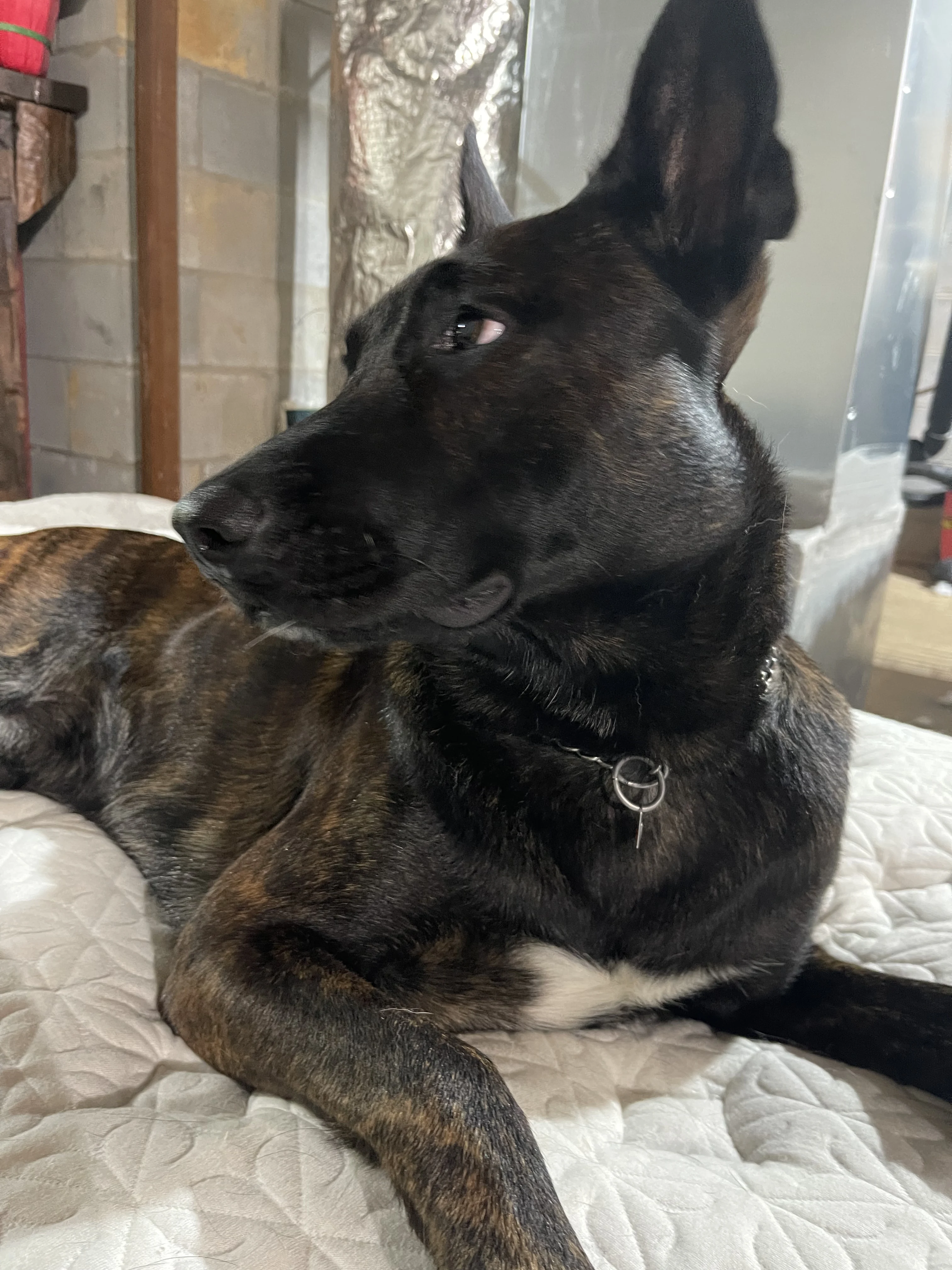 Ranger, Dutch Shepherd sire for the Ranger x Mila litter.