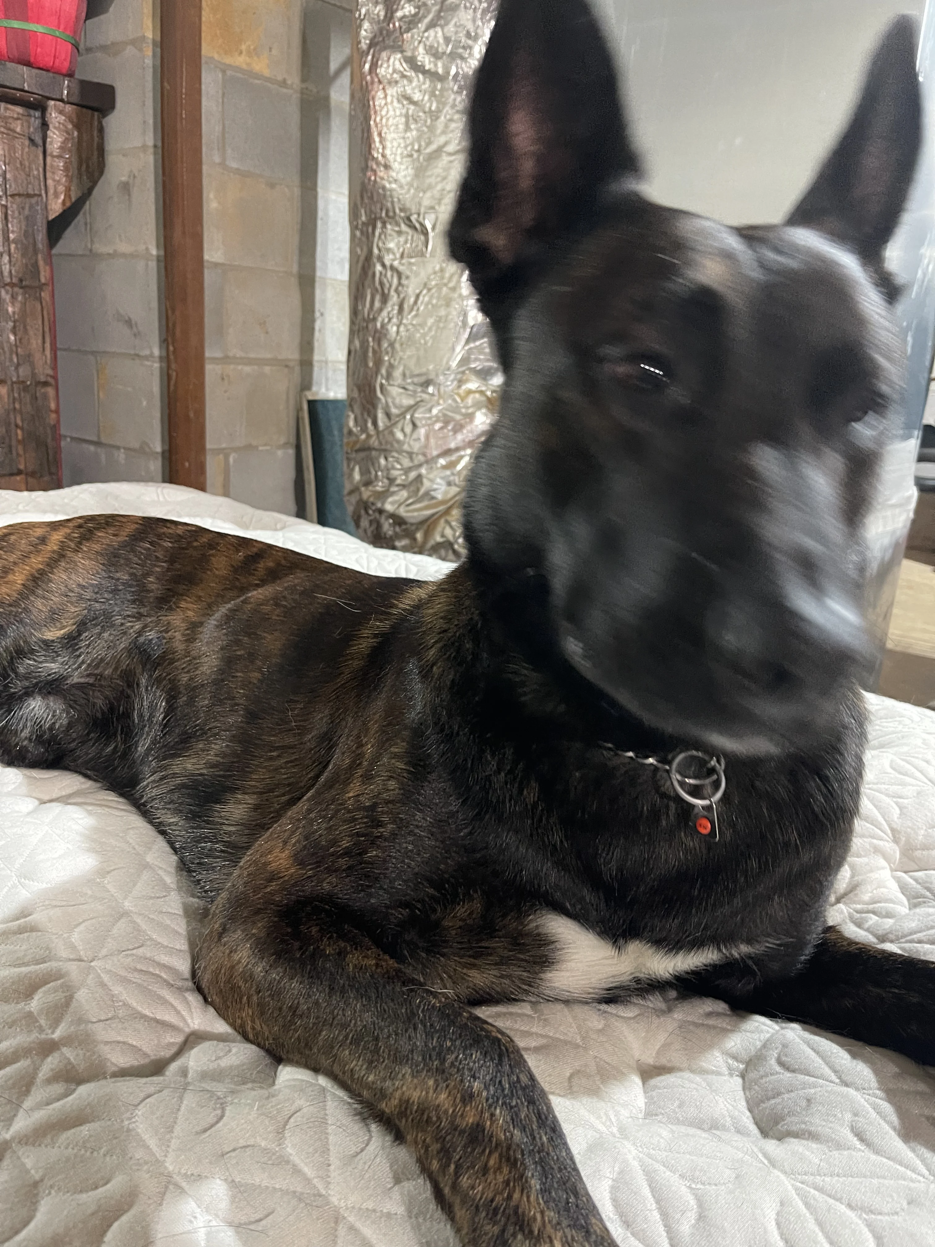 Ranger, Dutch Shepherd sire for the Ranger x Mila litter.