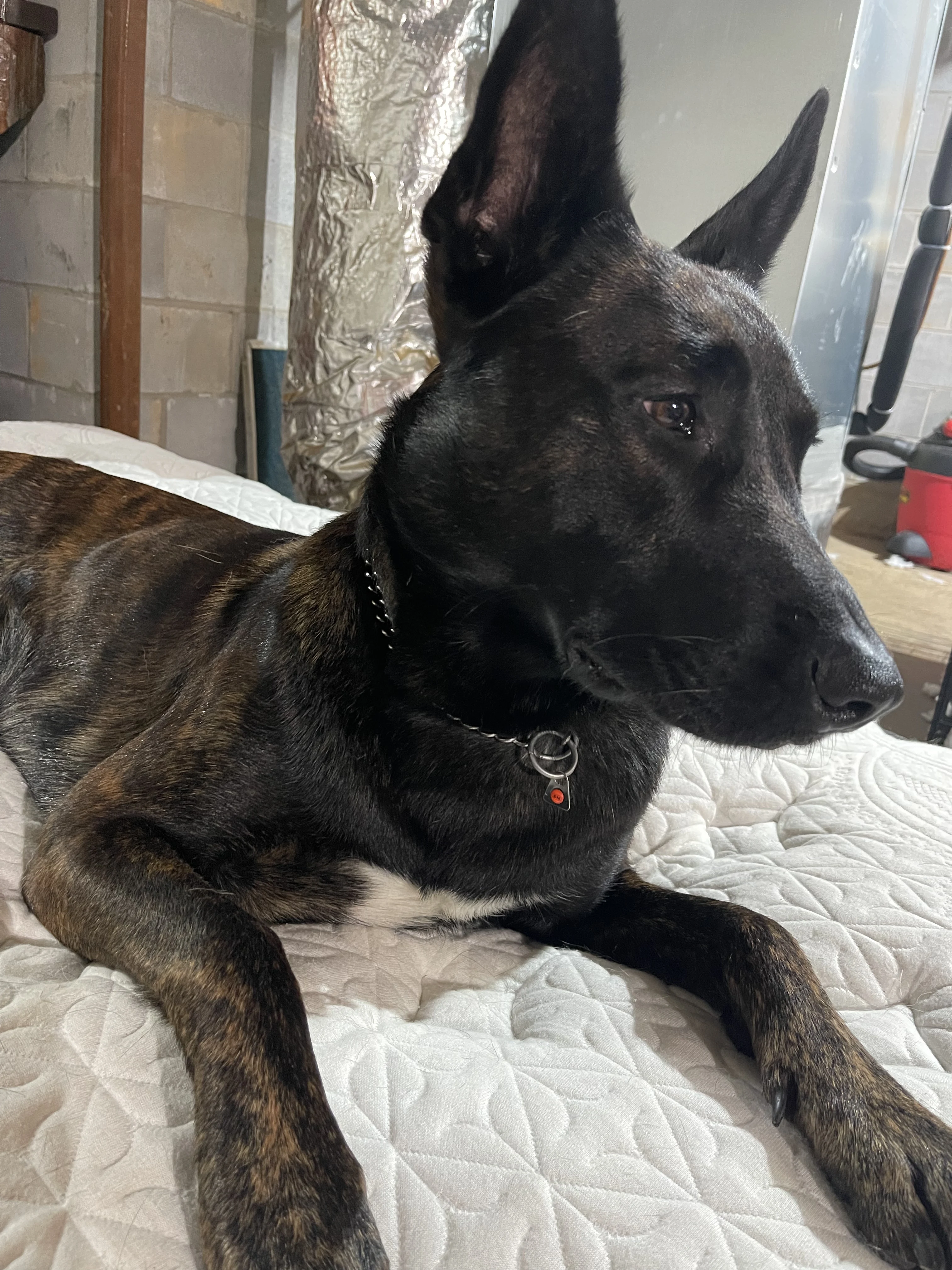 Ranger, Dutch Shepherd sire for the Ranger x Mila litter.