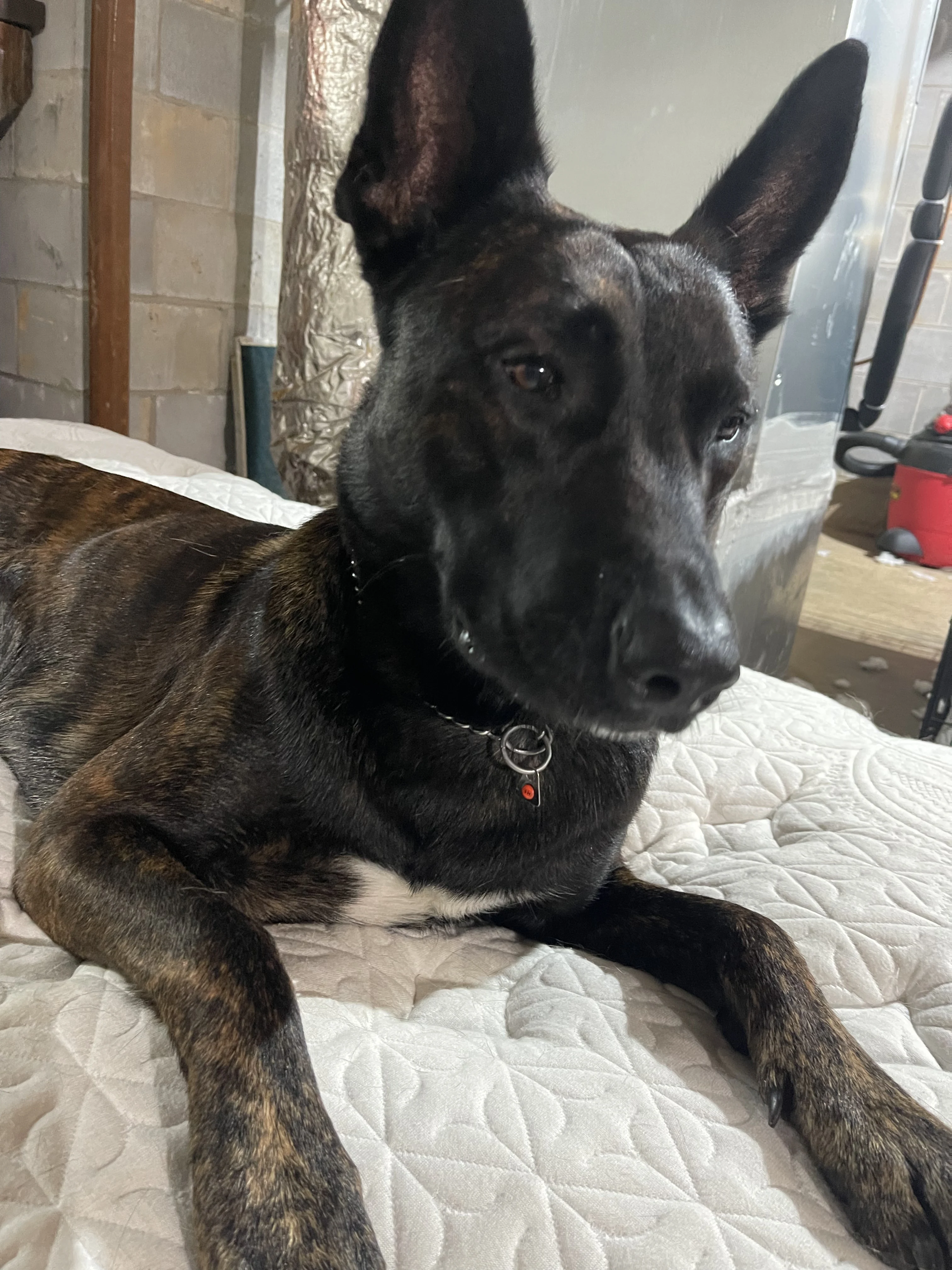Ranger, Dutch Shepherd sire for the Ranger x Mila litter.