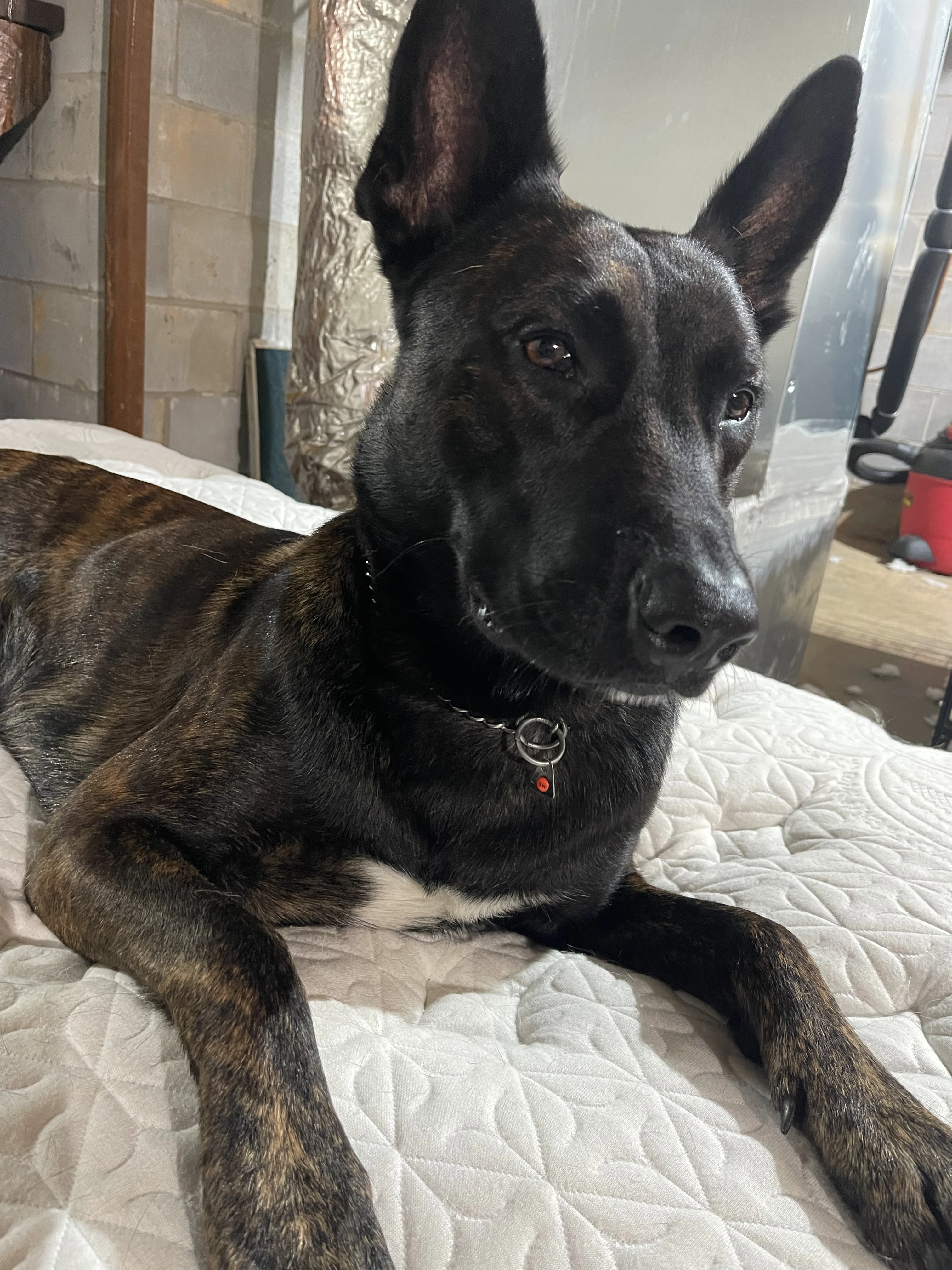 Ranger, Dutch Shepherd sire for the Ranger x Mila litter.