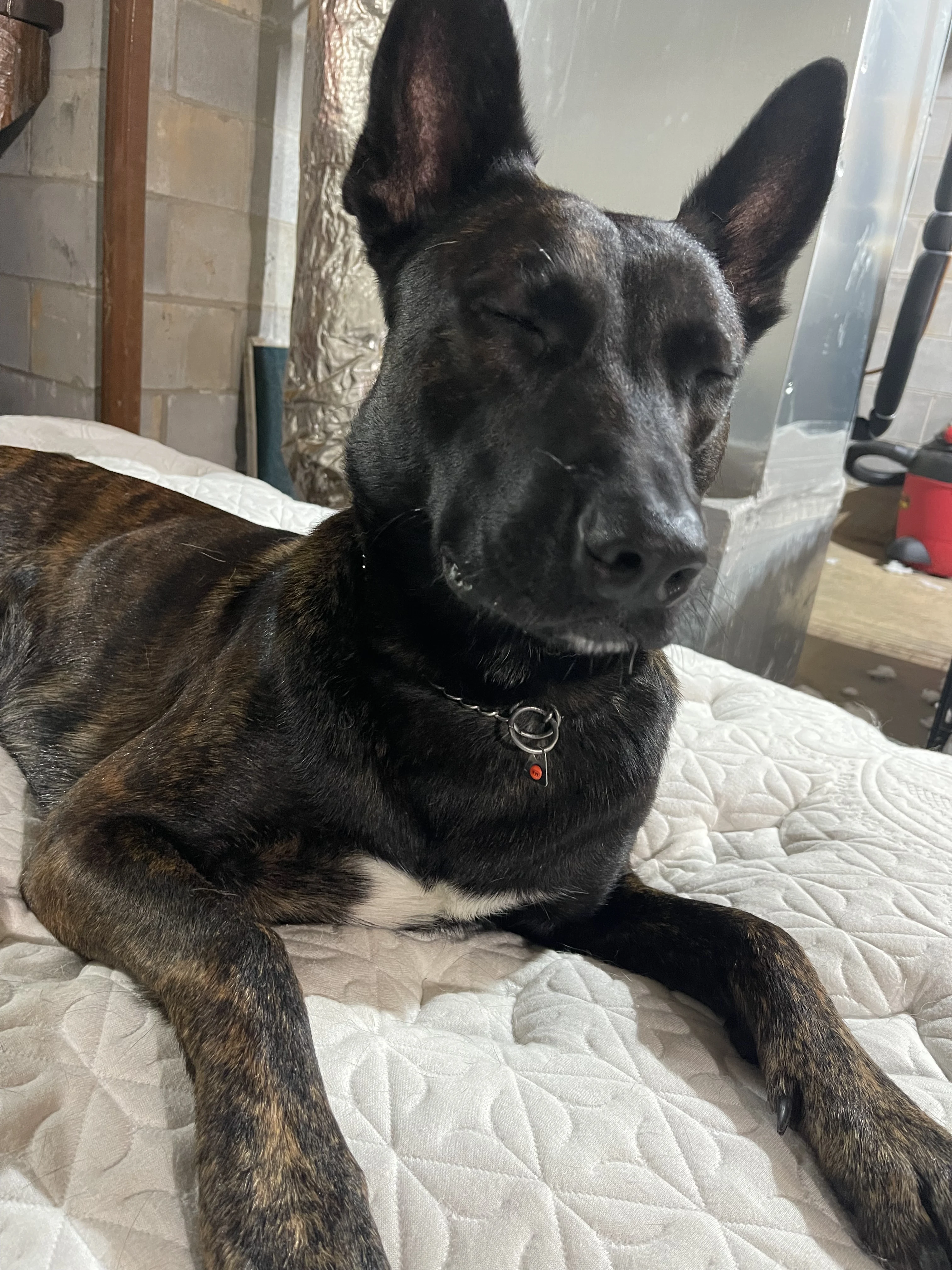 Ranger, Dutch Shepherd sire for the Ranger x Mila litter.