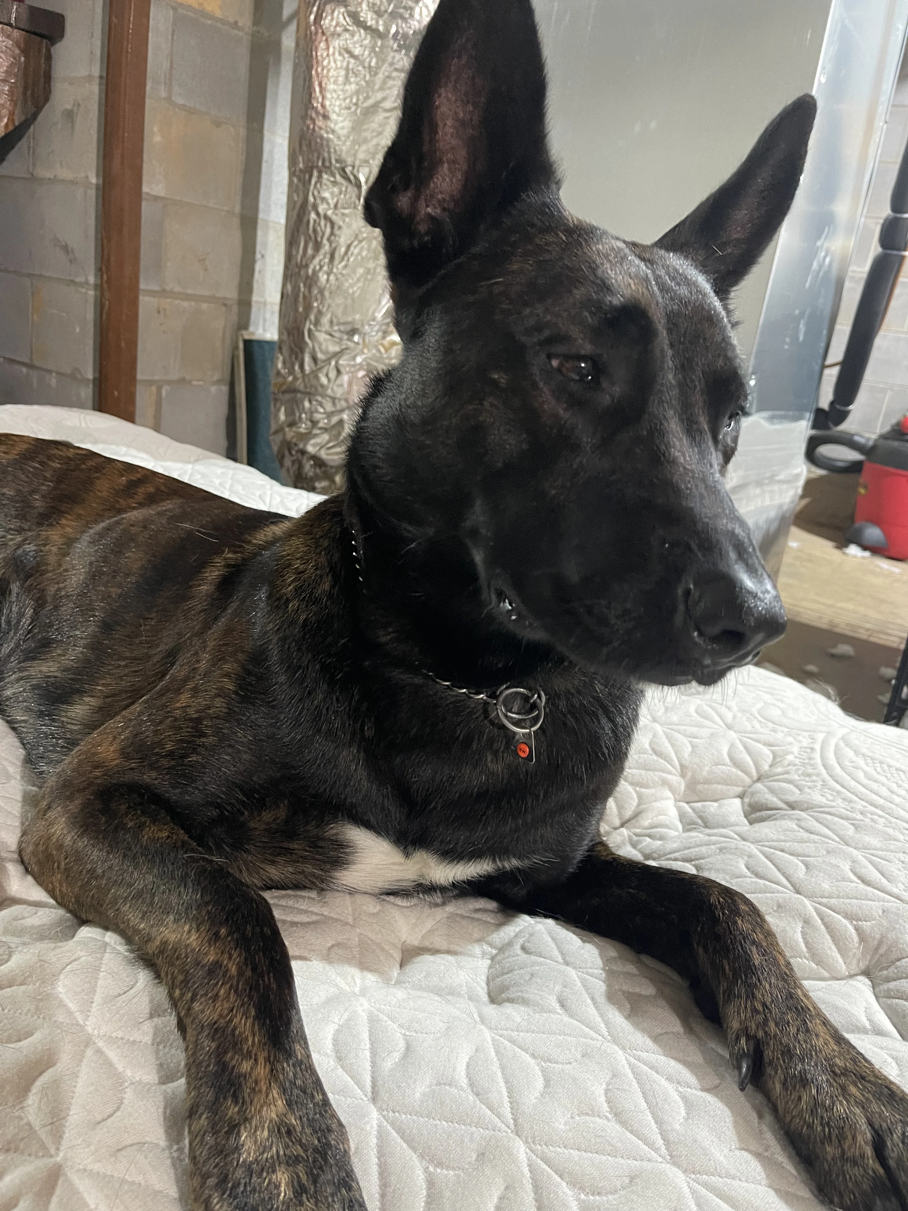 Ranger, Dutch Shepherd sire for the Ranger x Mila litter.