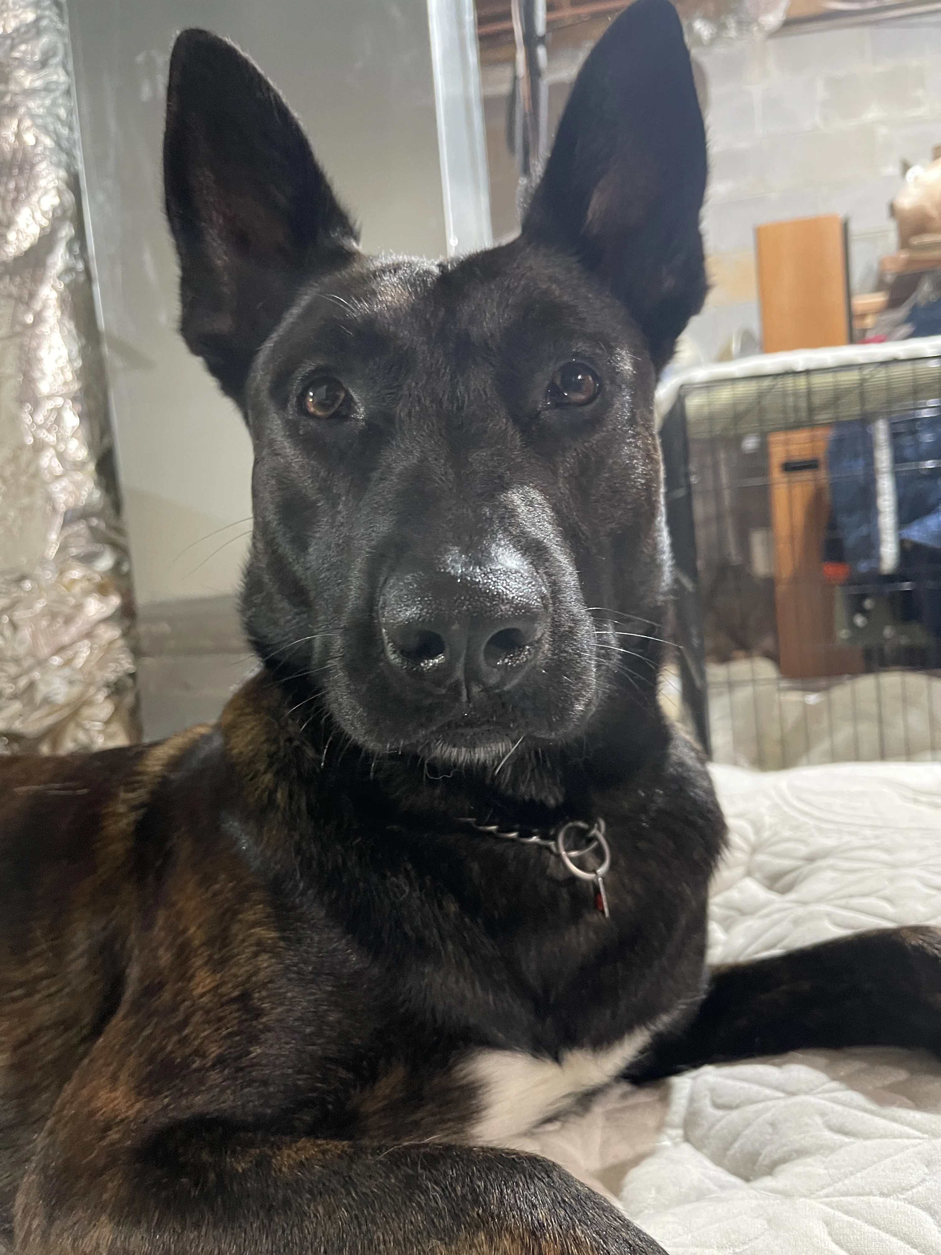 Ranger, Dutch Shepherd sire for the Ranger x Mila litter.
