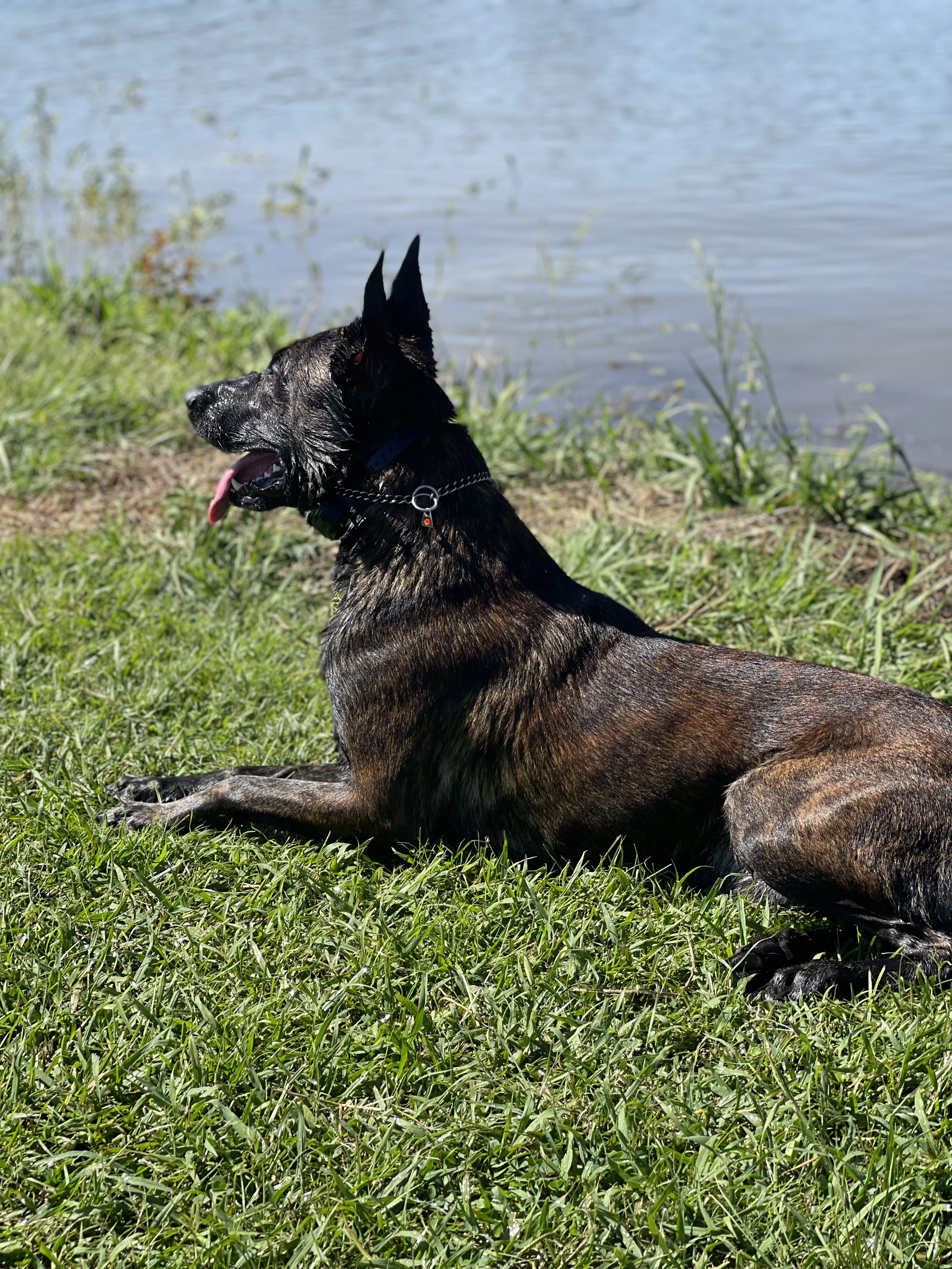 Ranger, Dutch Shepherd sire for the Ranger x Mila litter.