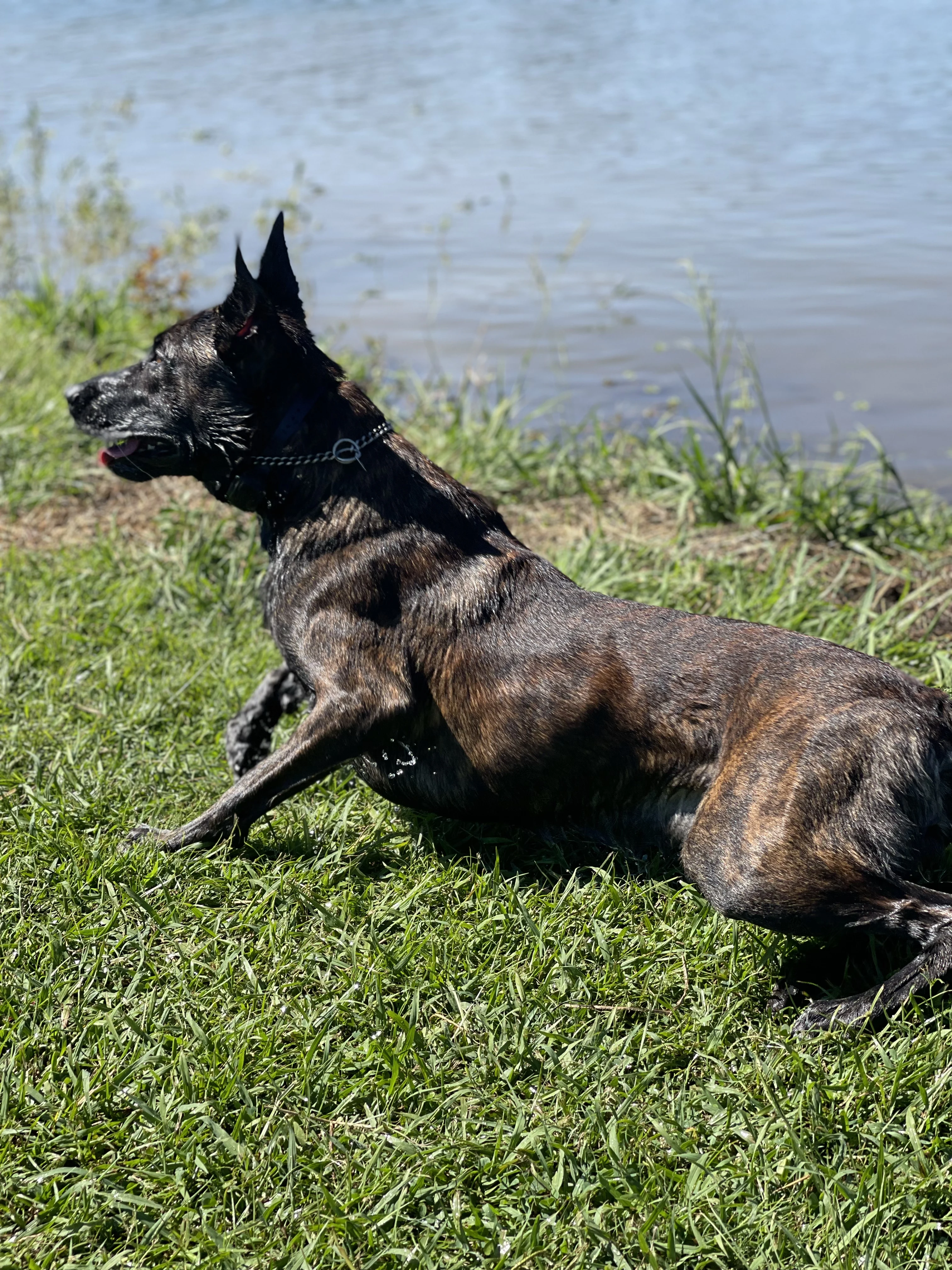 Ranger, Dutch Shepherd sire for the Ranger x Mila litter.
