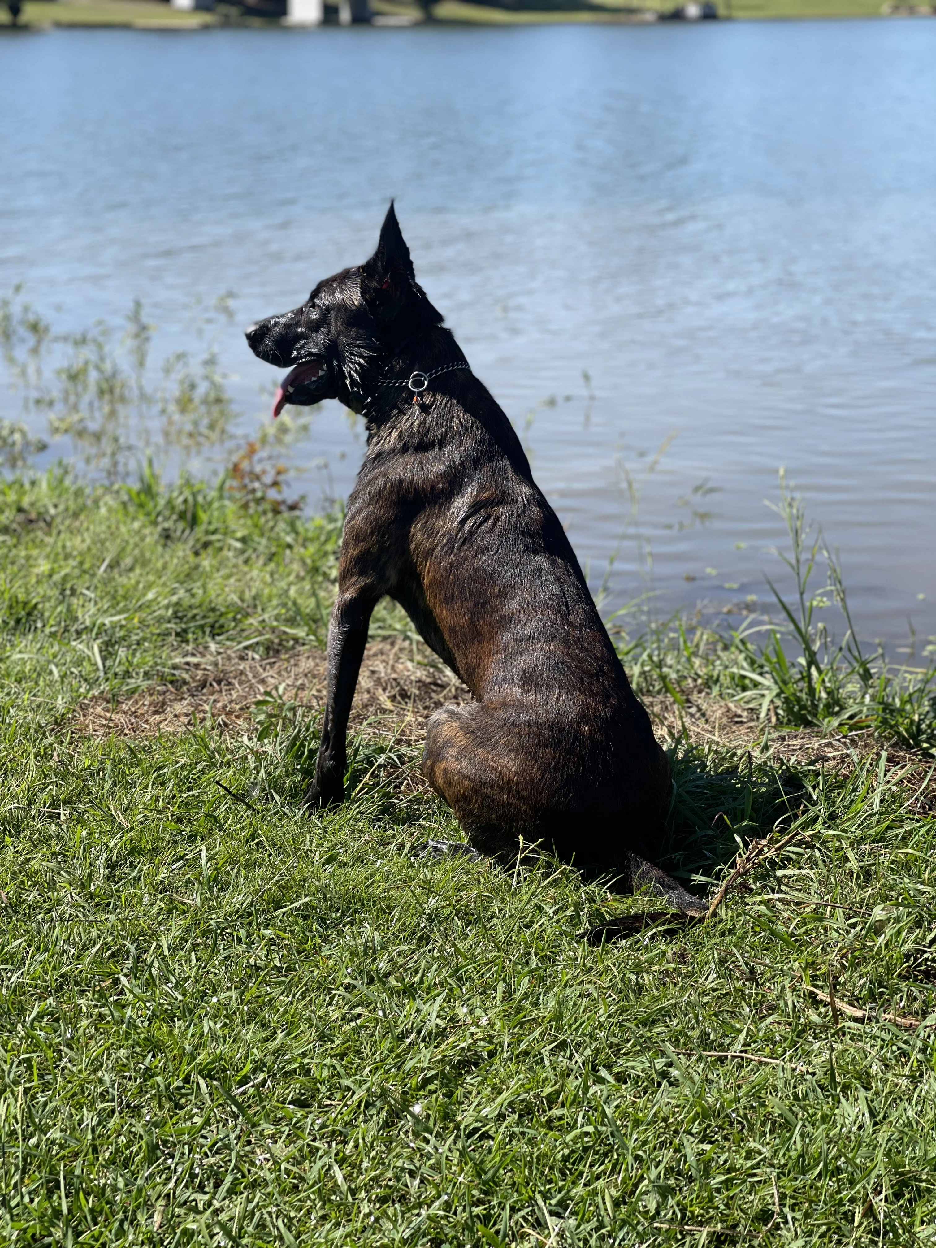 Ranger, Dutch Shepherd sire for the Ranger x Mila litter.