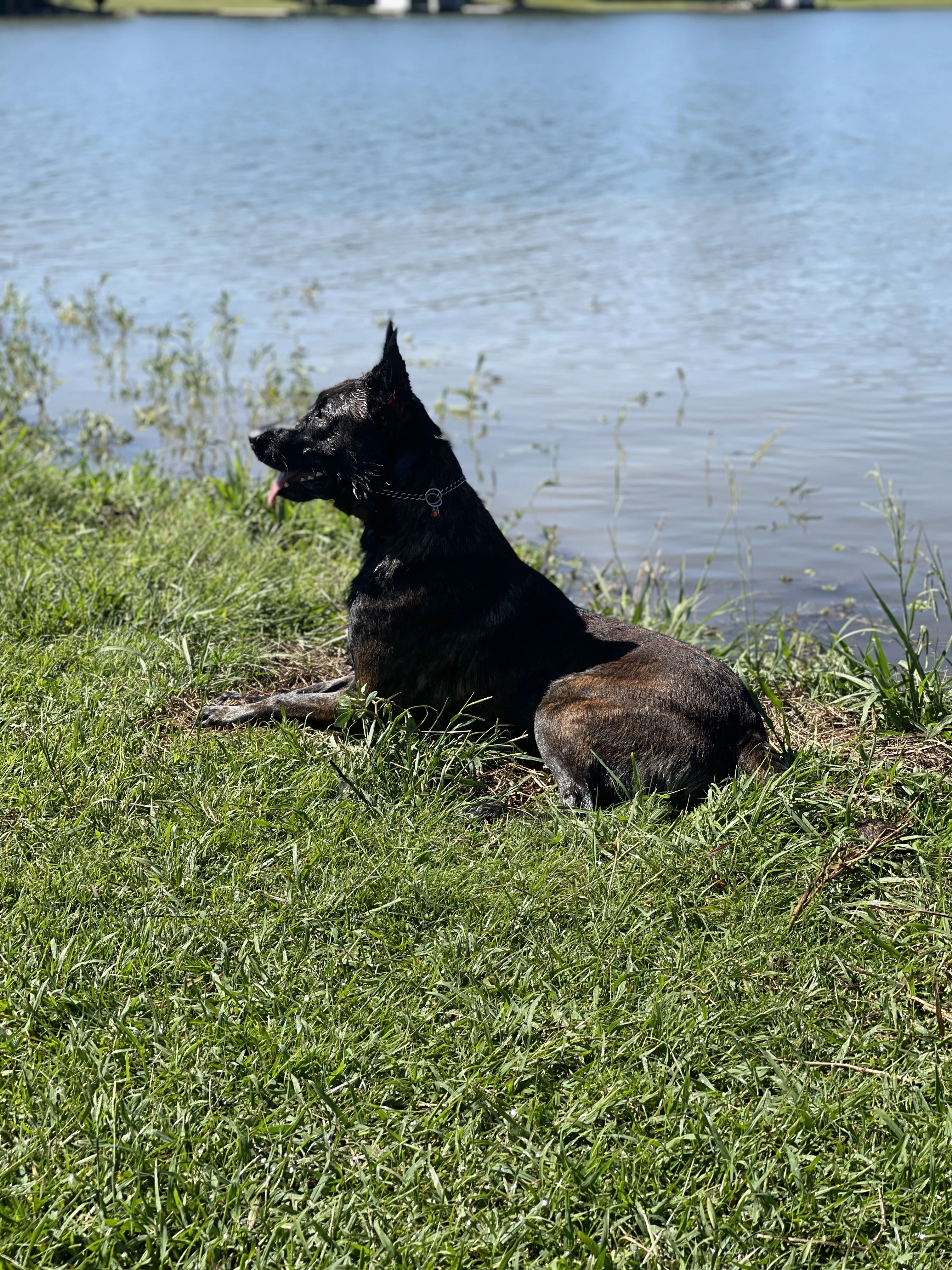 Ranger, Dutch Shepherd sire for the Ranger x Mila litter.