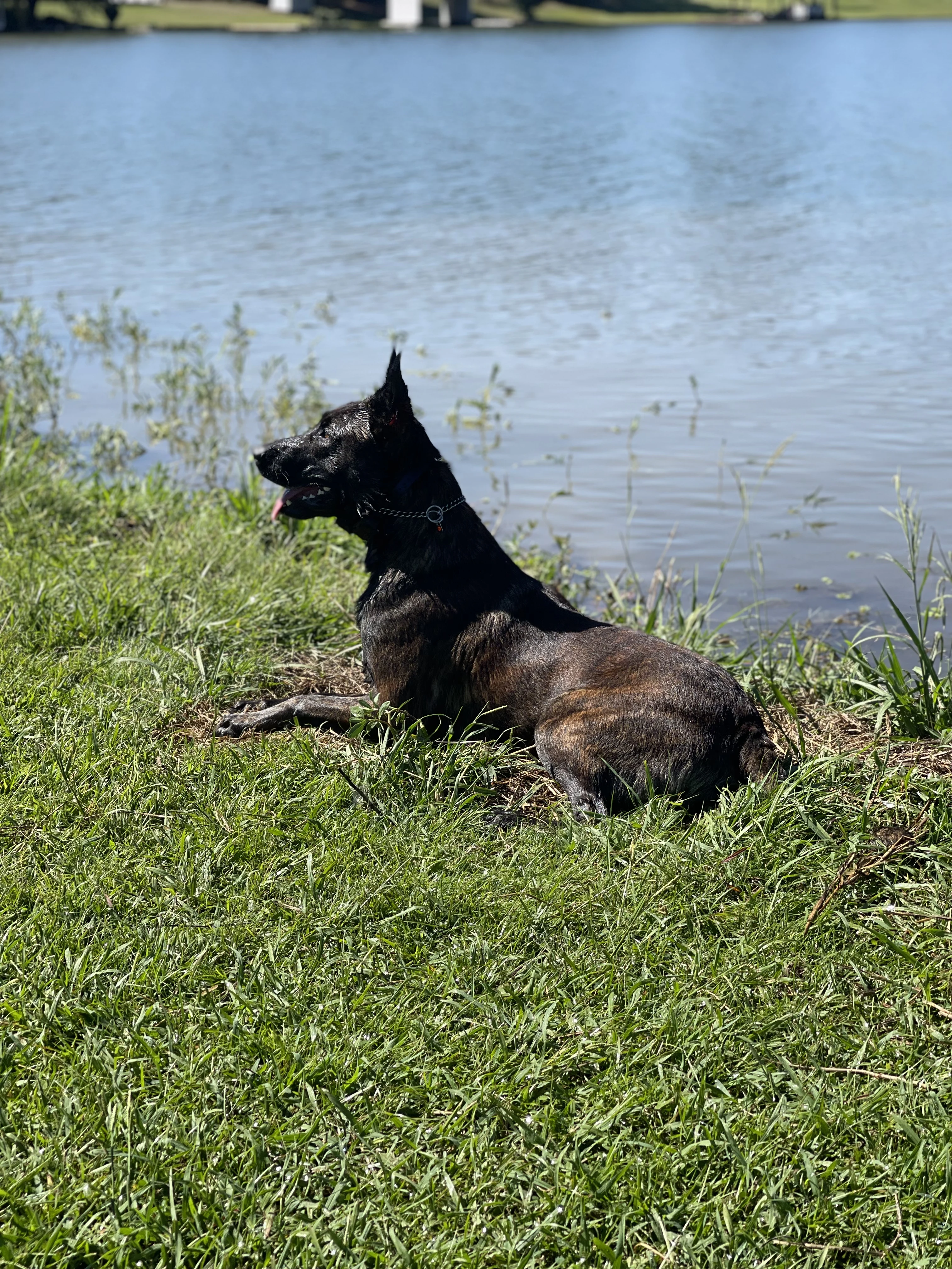 Ranger, Dutch Shepherd sire for the Ranger x Mila litter.
