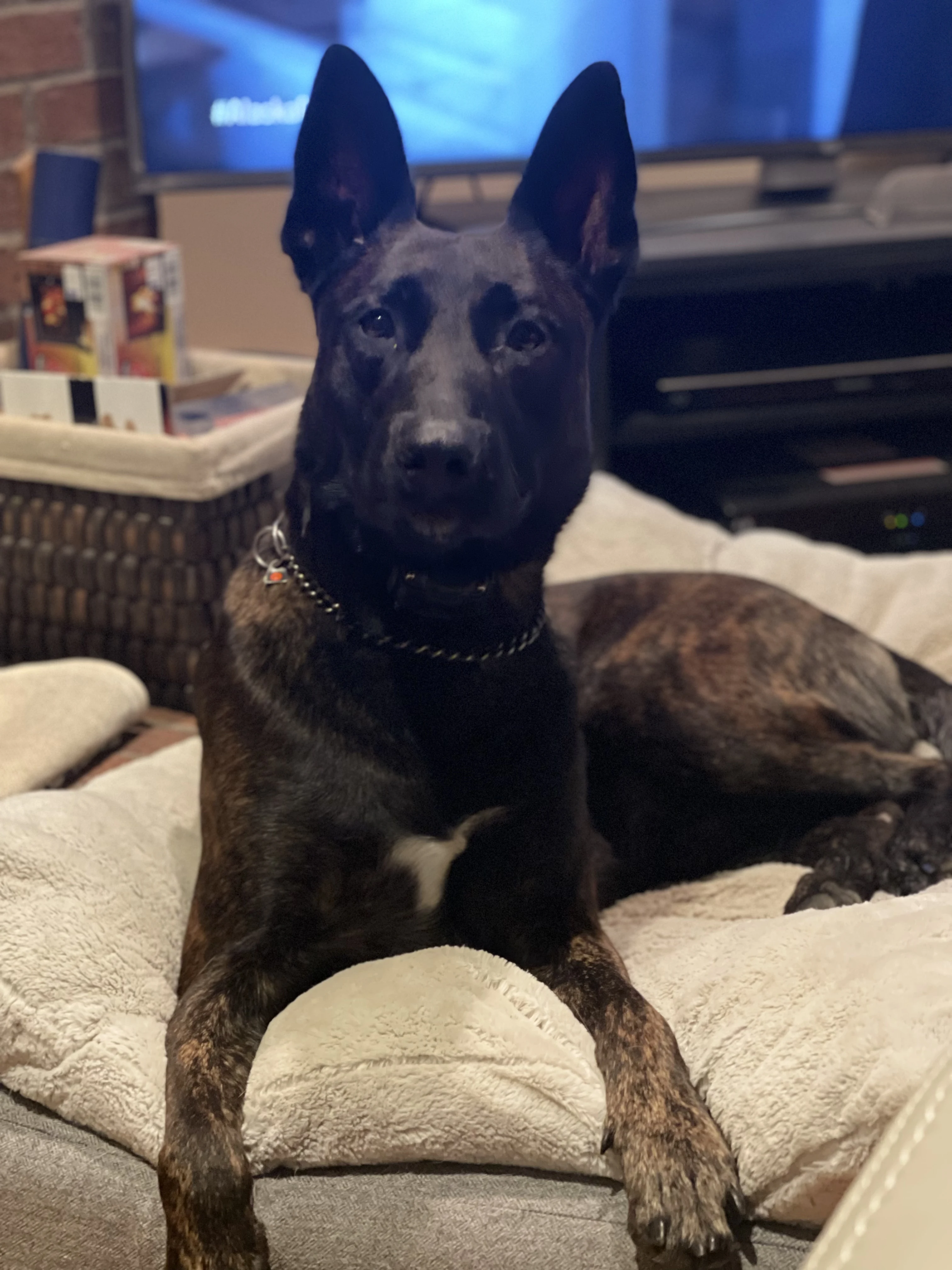 Ranger, Dutch Shepherd sire for the Ranger x Mila litter.