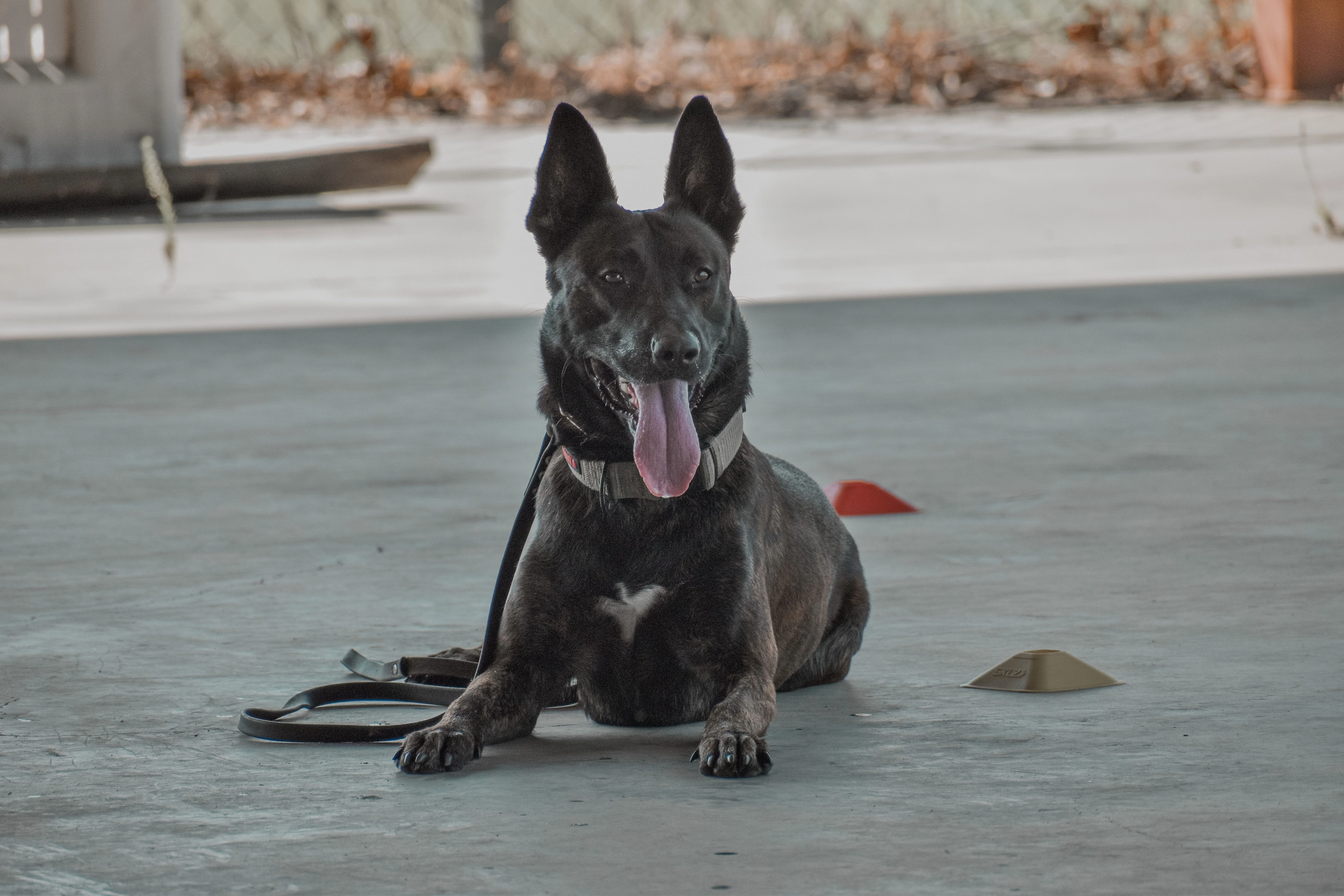 Ranger, Dutch Shepherd sire for the Ranger x Mila litter.