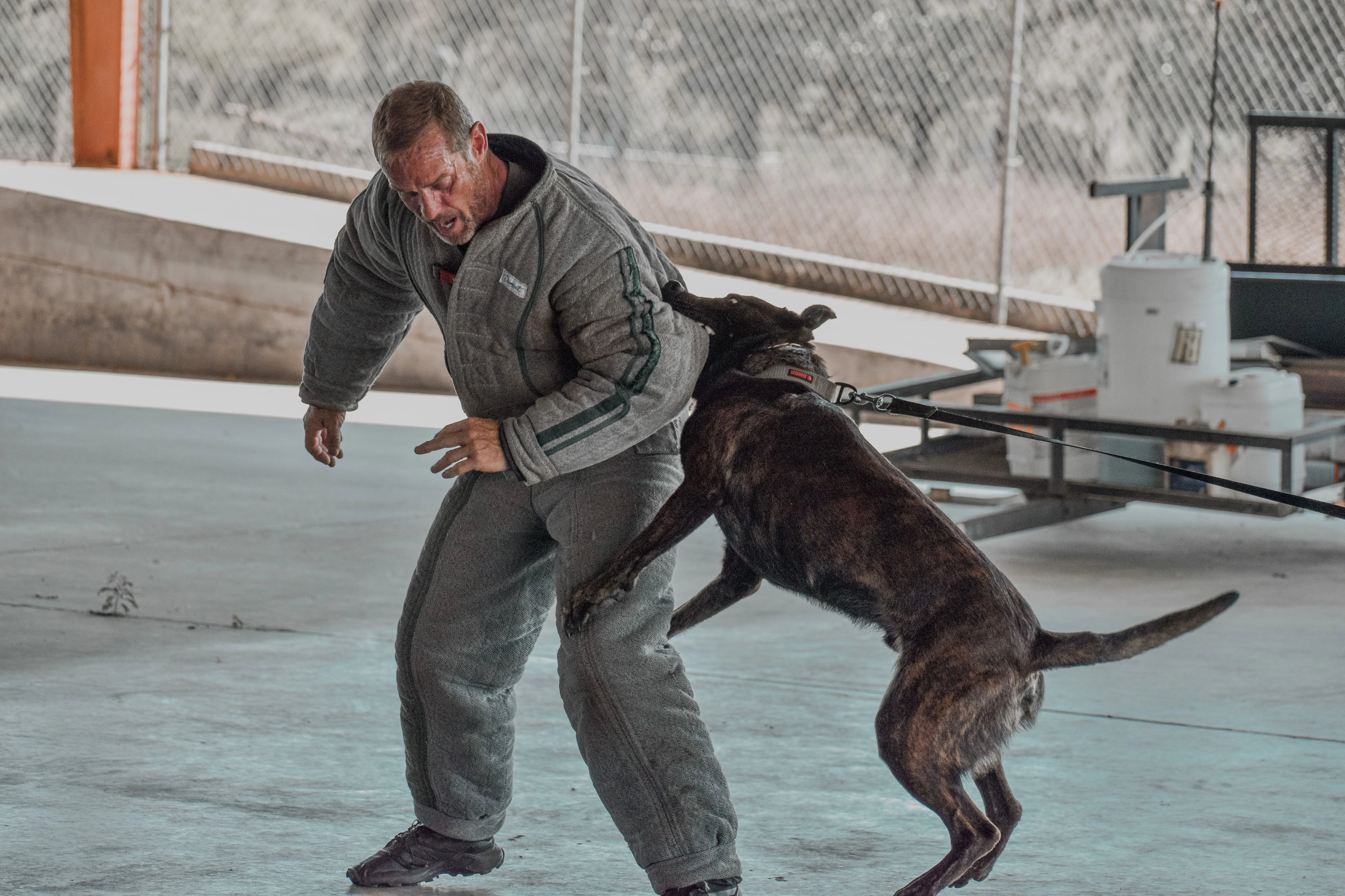 Ranger, Dutch Shepherd sire for the Ranger x Mila litter.