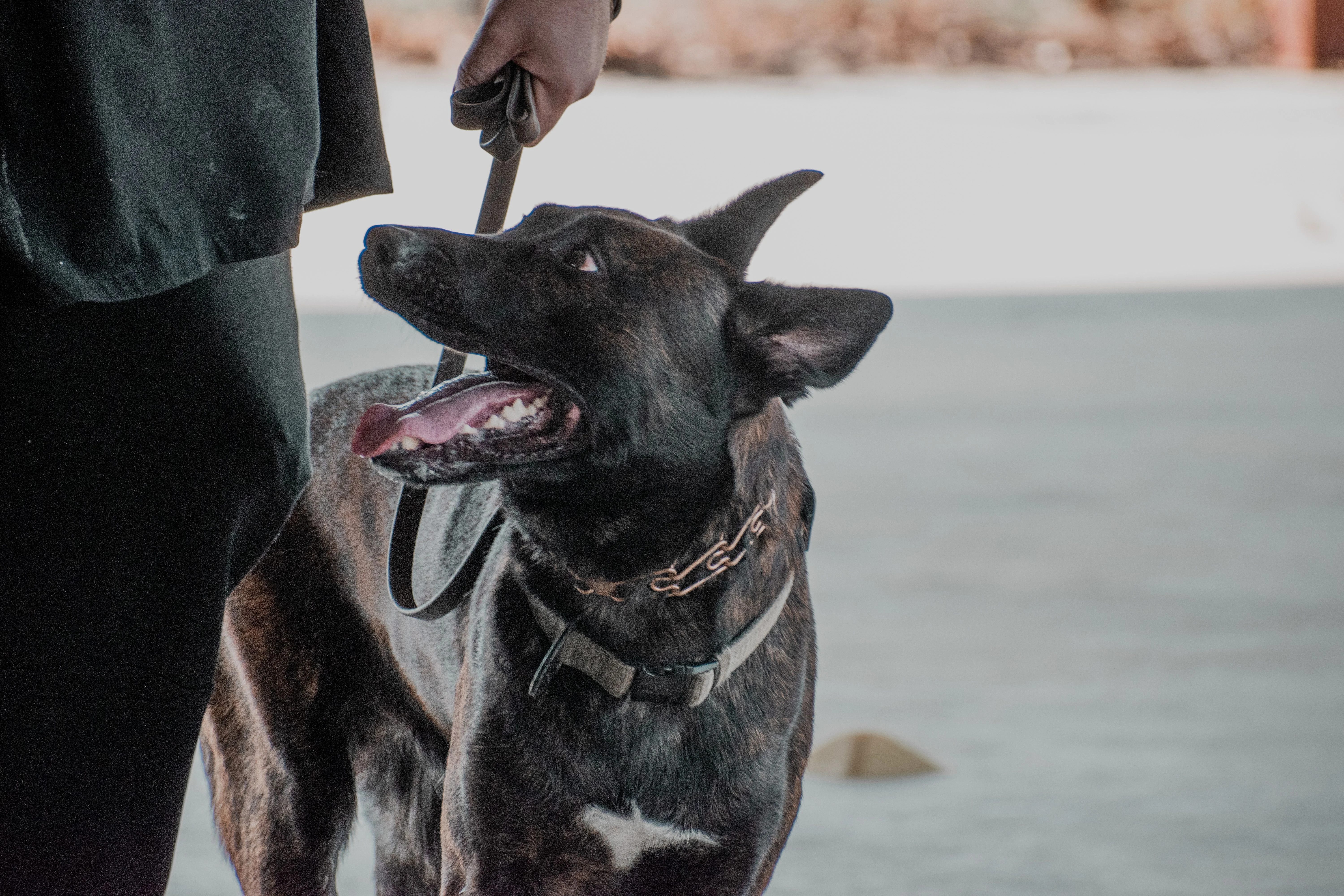 Ranger, Dutch Shepherd sire for the Ranger x Mila litter.