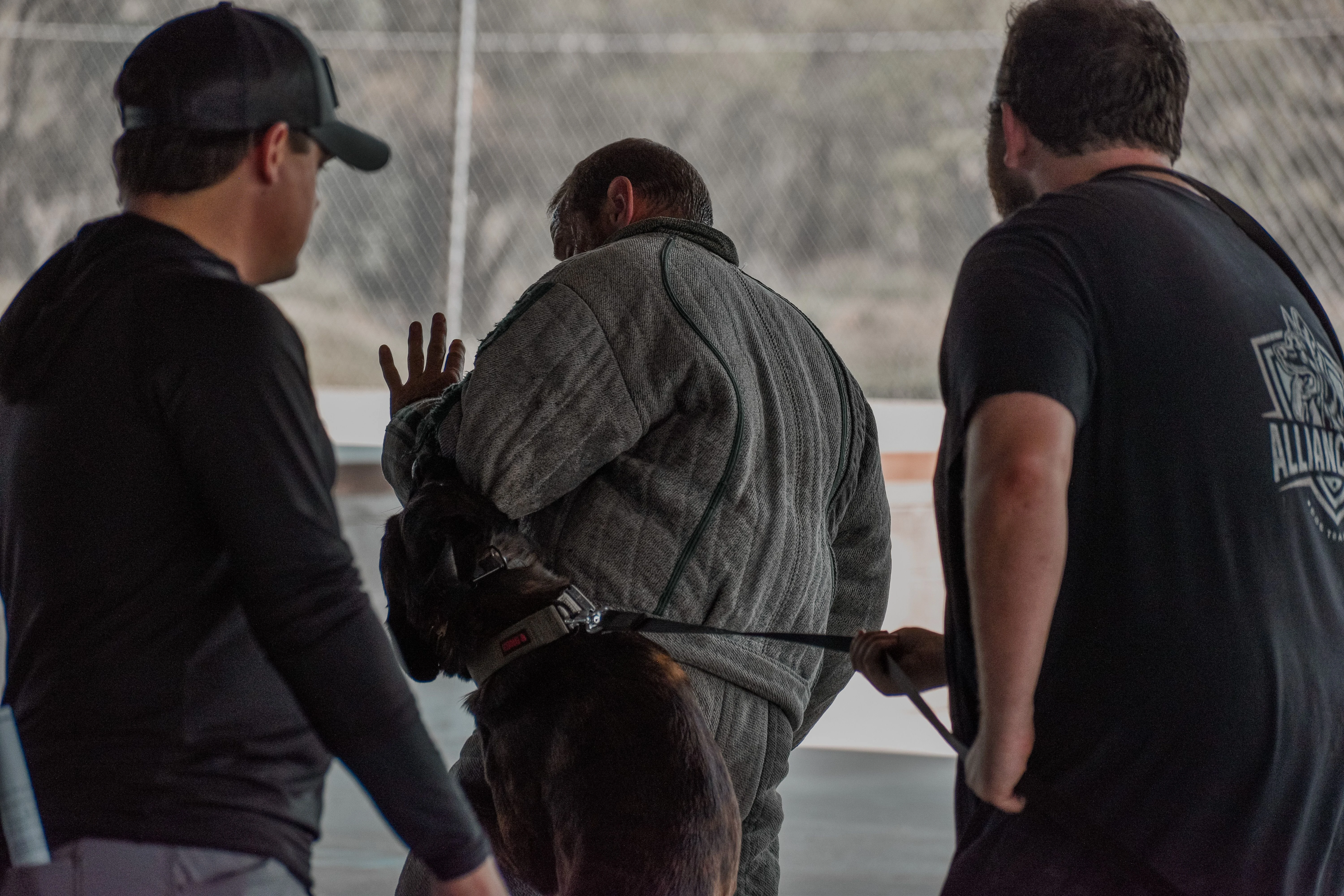 Ranger, Dutch Shepherd sire for the Ranger x Mila litter.
