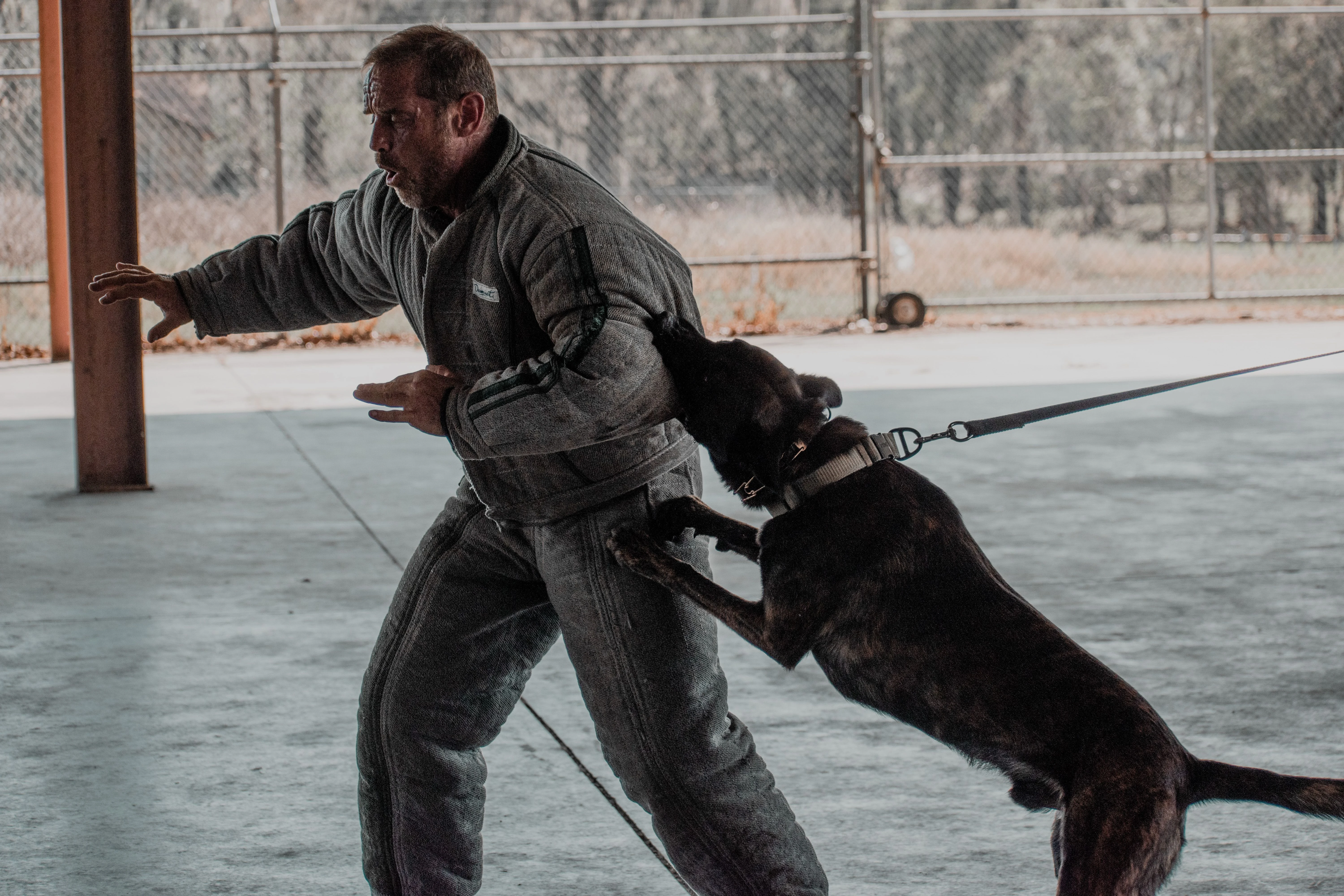 Ranger, Dutch Shepherd sire for the Ranger x Mila litter.