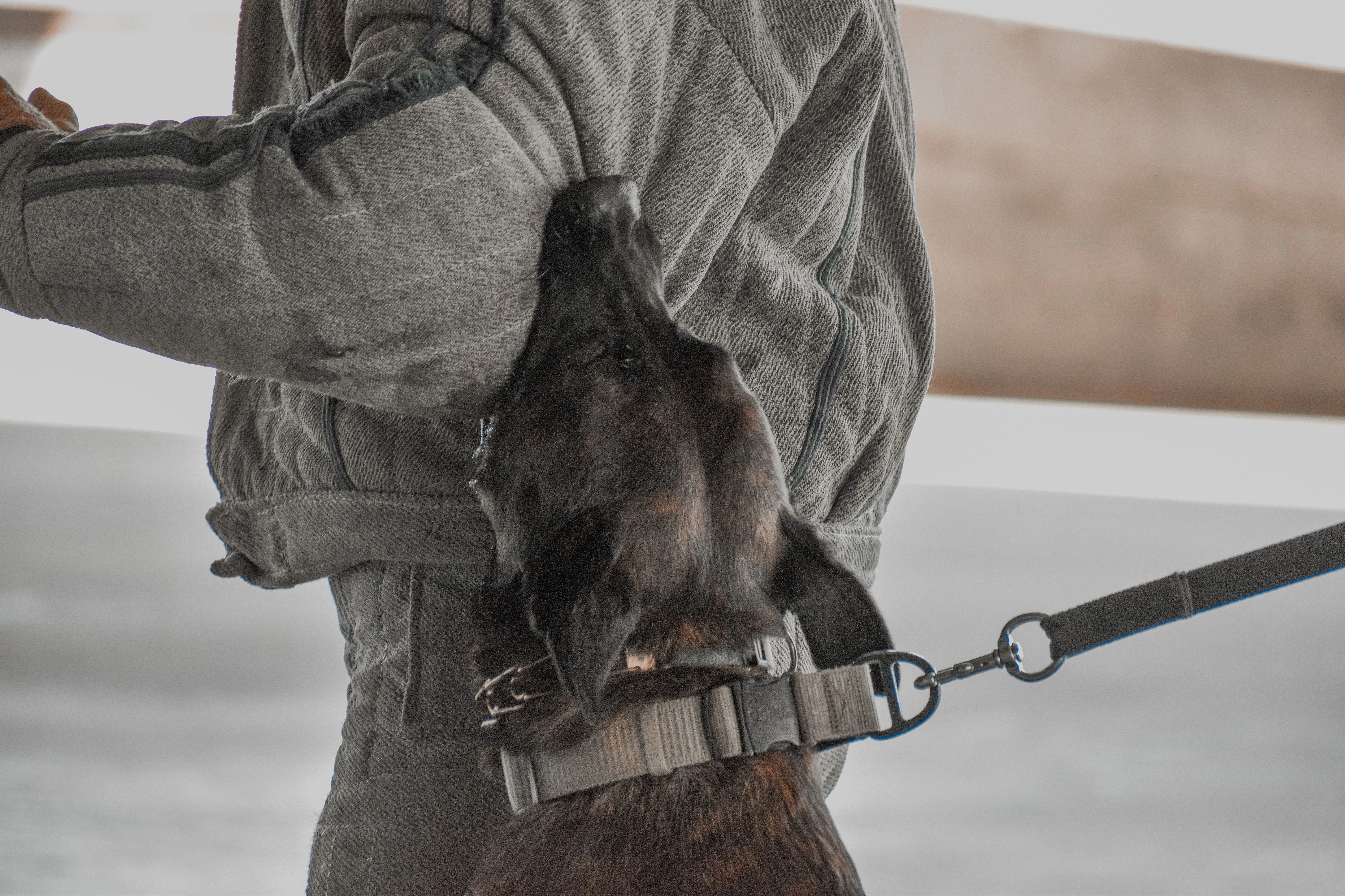 Ranger, Dutch Shepherd sire for the Ranger x Mila litter.