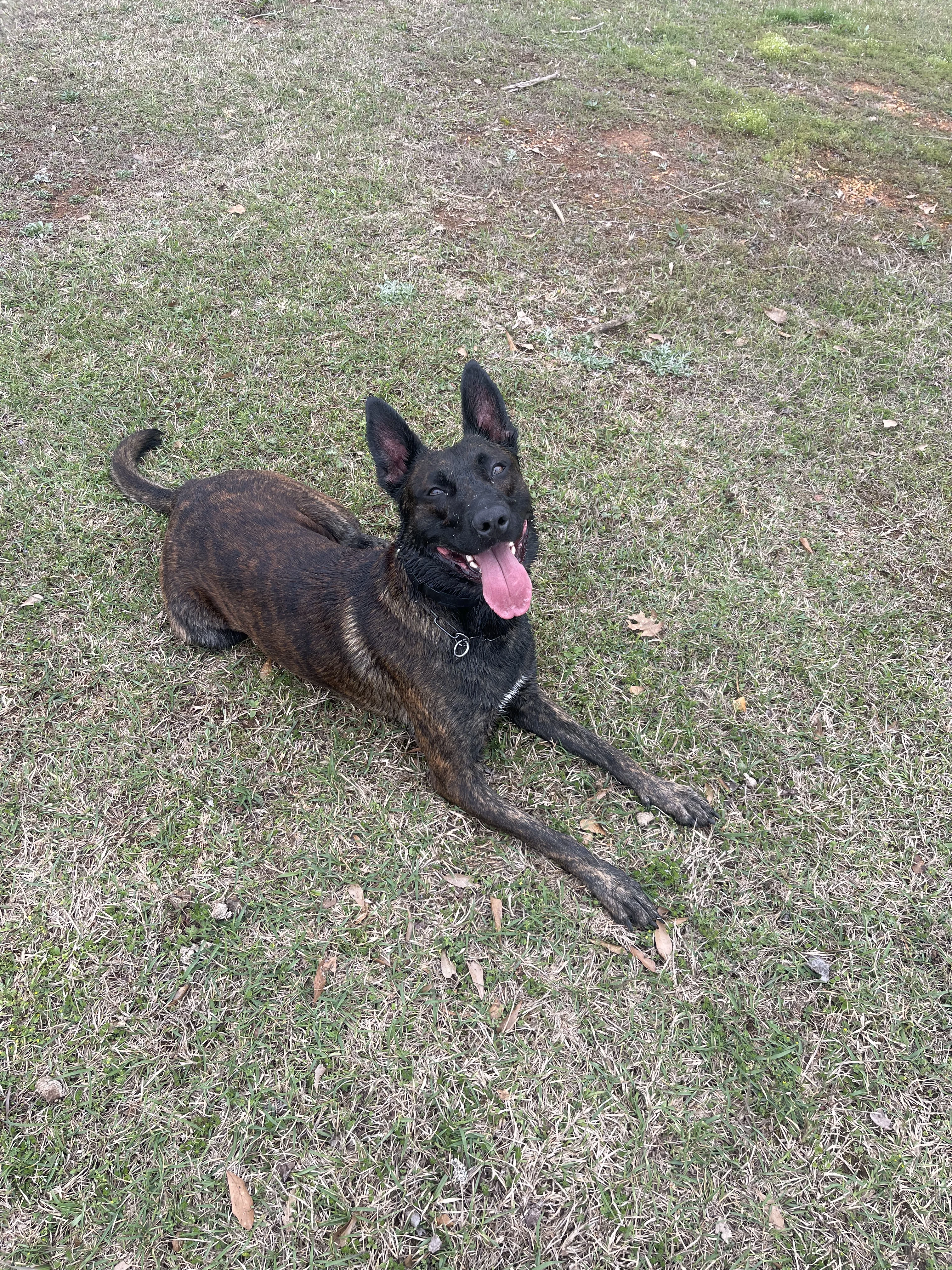 Ranger, Dutch Shepherd sire for the Ranger x Mila litter.