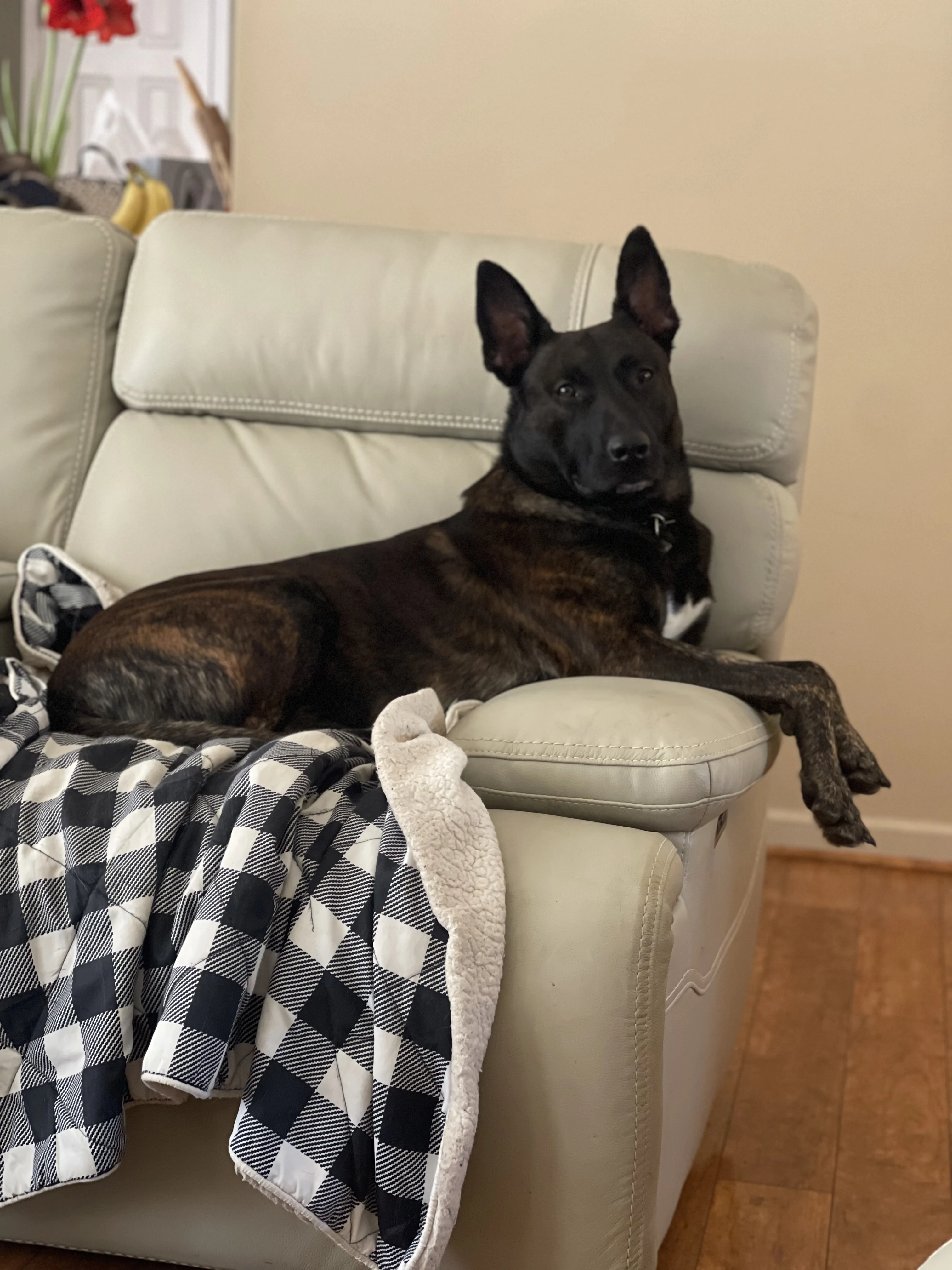 Ranger, Dutch Shepherd sire for the Ranger x Mila litter.