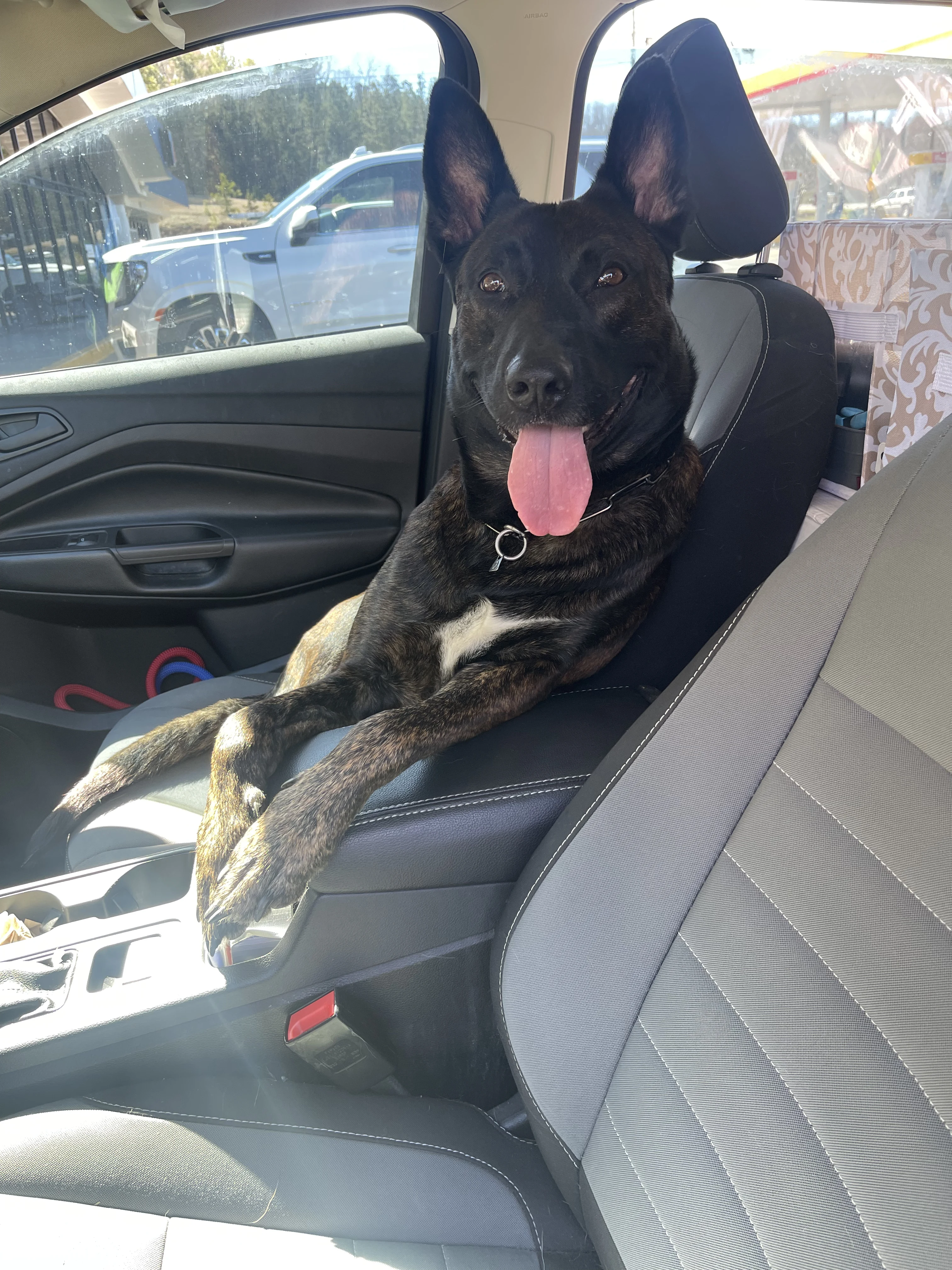 Ranger, Dutch Shepherd sire for the Ranger x Mila litter.