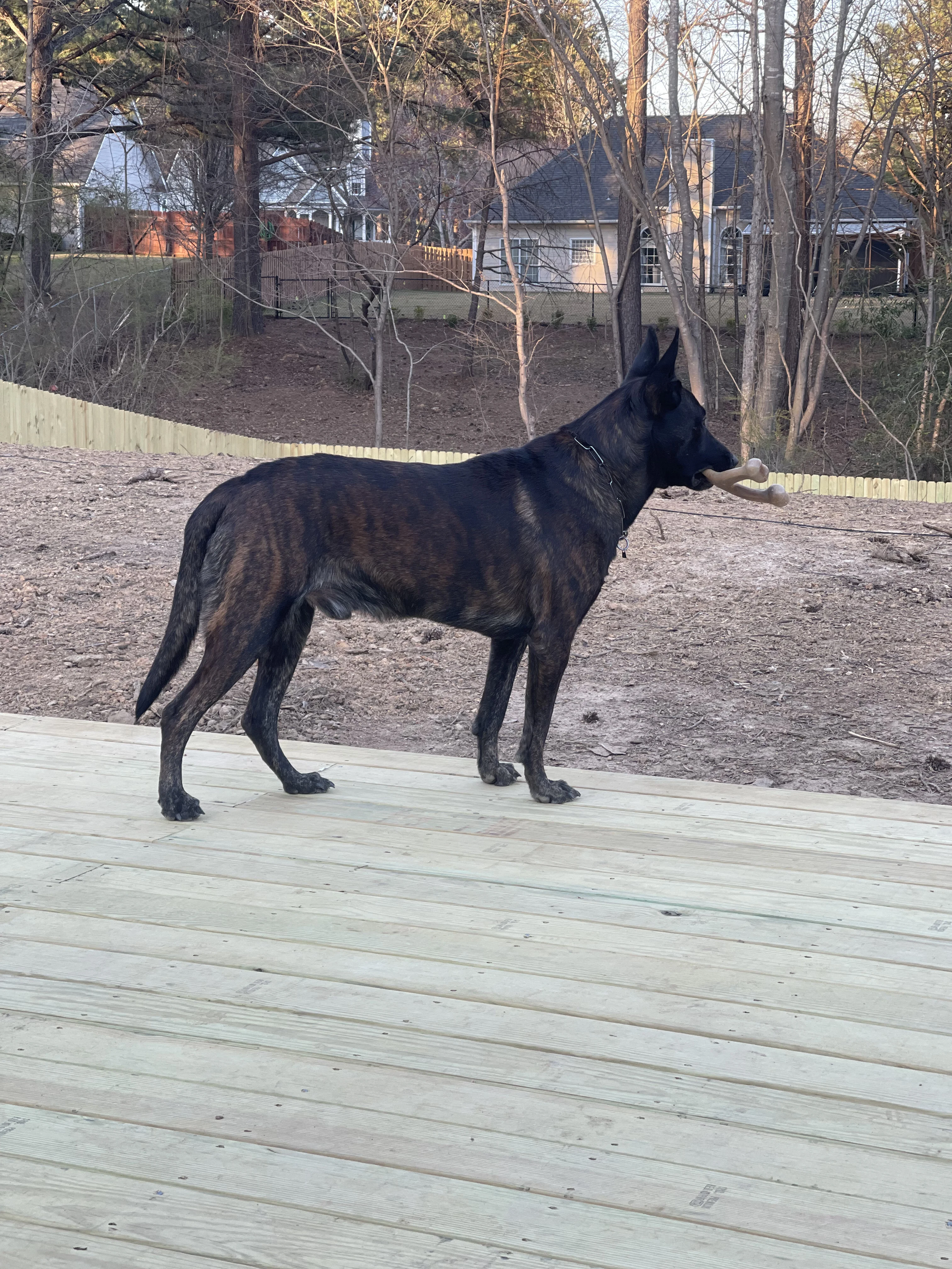 Ranger, Dutch Shepherd sire for the Ranger x Mila litter.