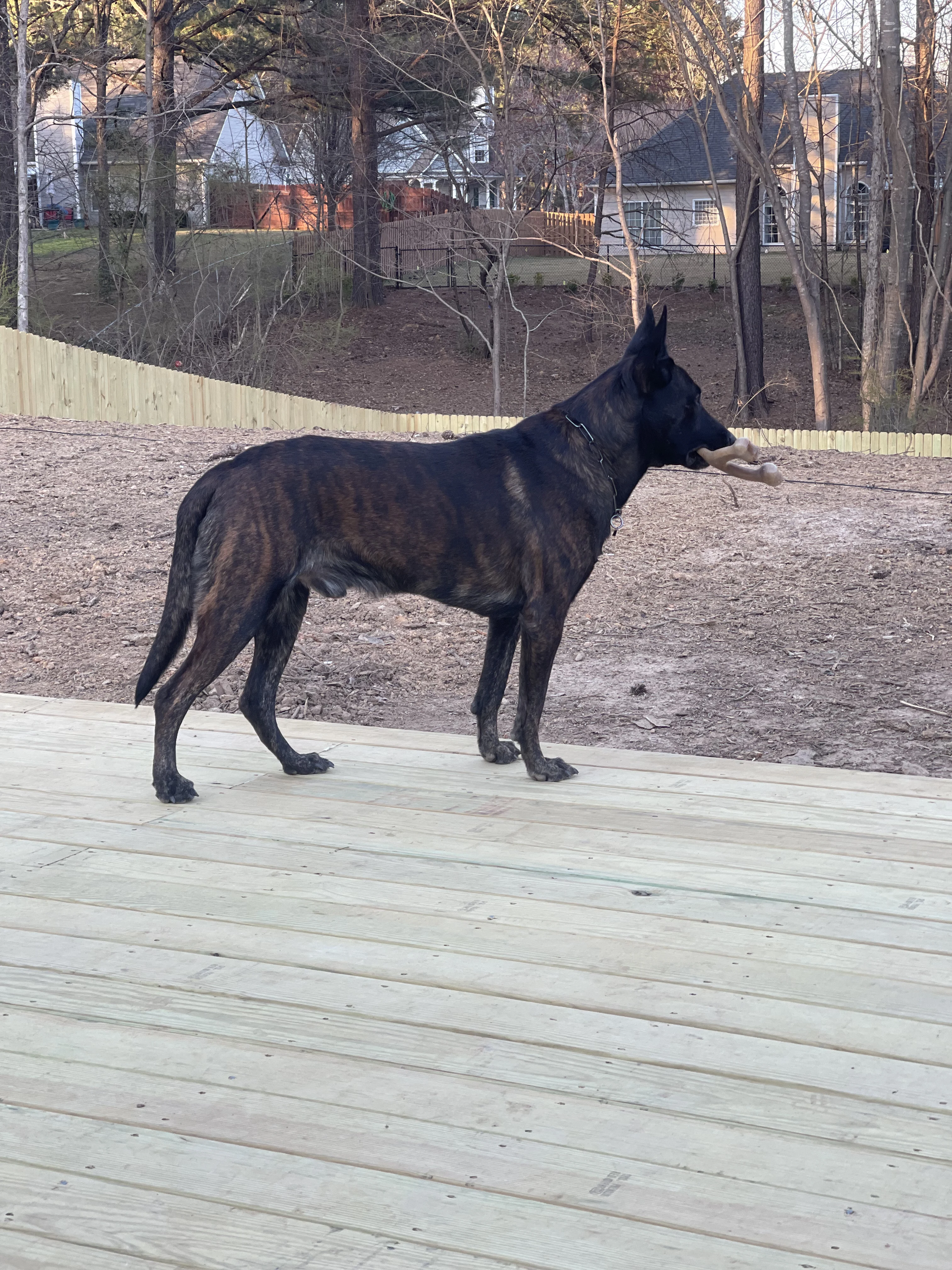 Ranger, Dutch Shepherd sire for the Ranger x Mila litter.