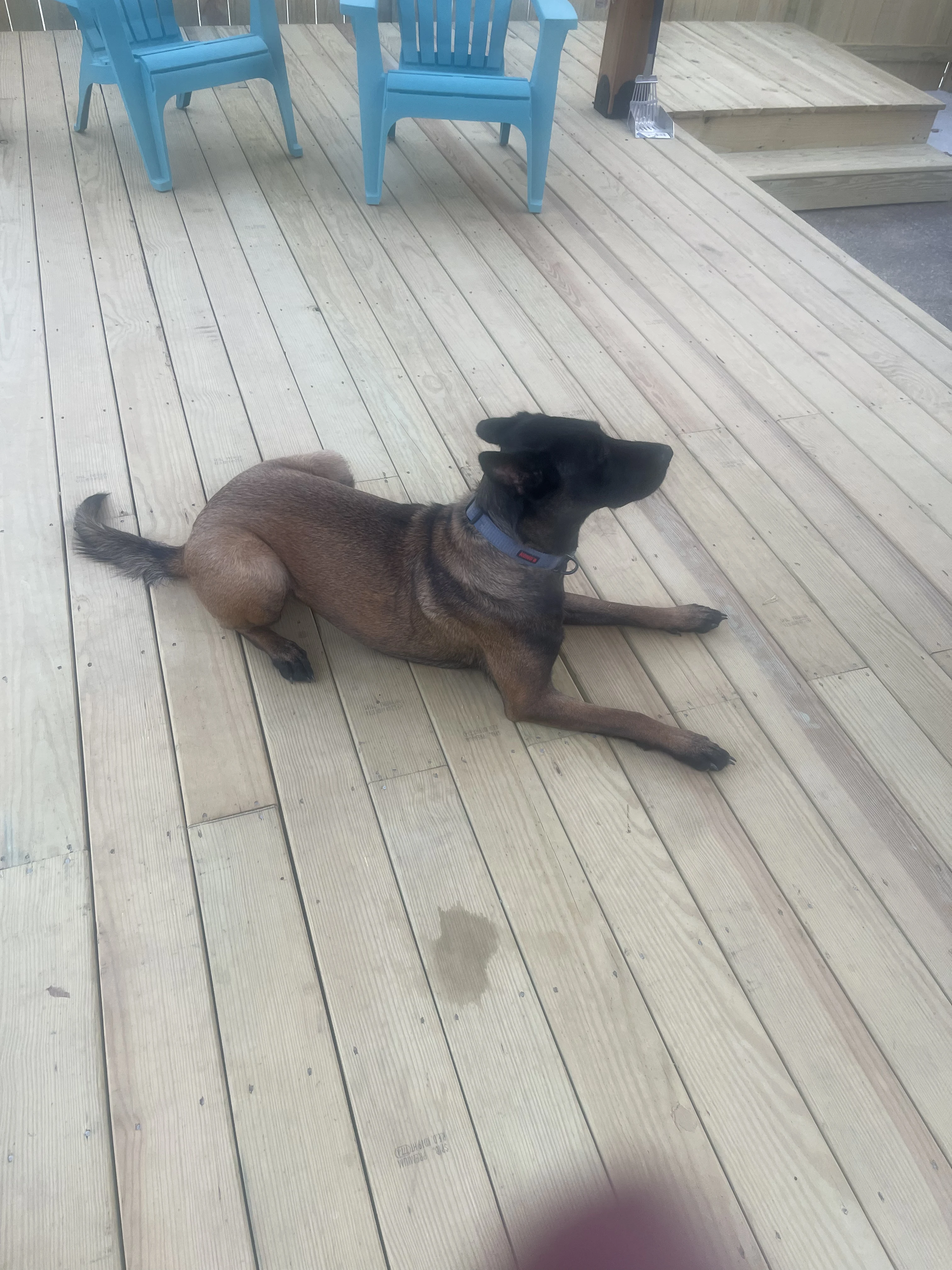 Ranger, Dutch Shepherd sire for the Ranger x Mila litter.