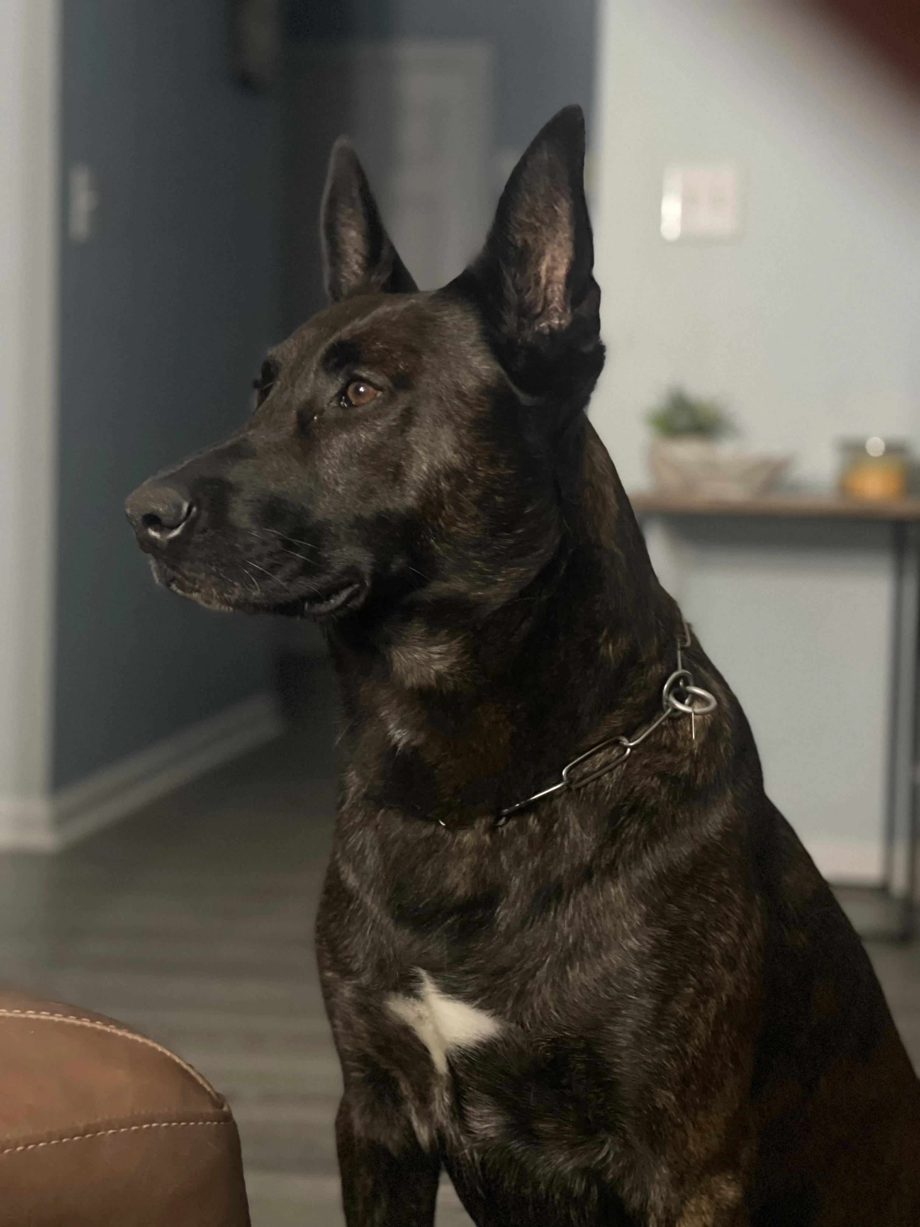 Ranger, Dutch Shepherd sire for the Ranger x Mila litter.