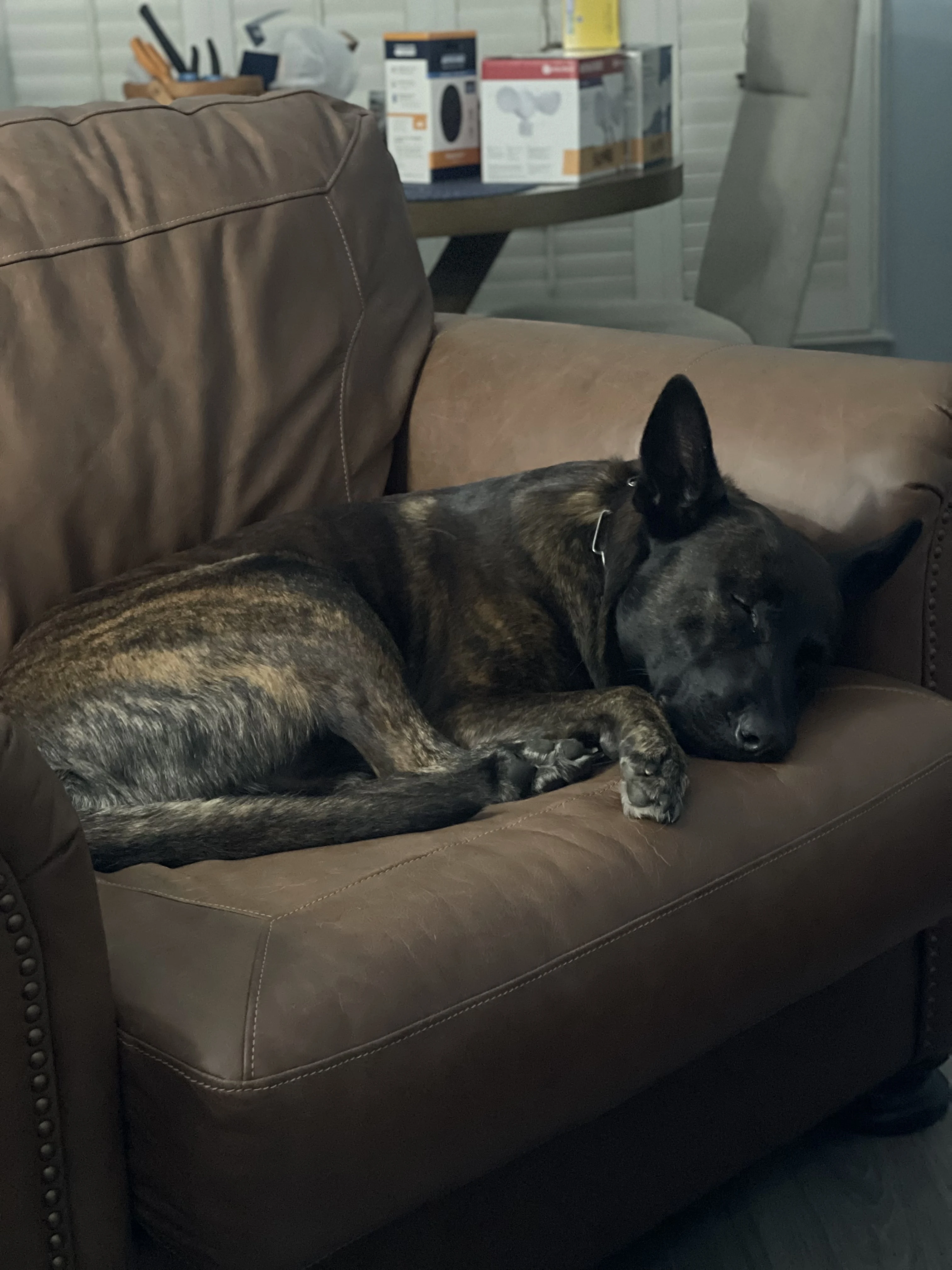 Ranger, Dutch Shepherd sire for the Ranger x Mila litter.