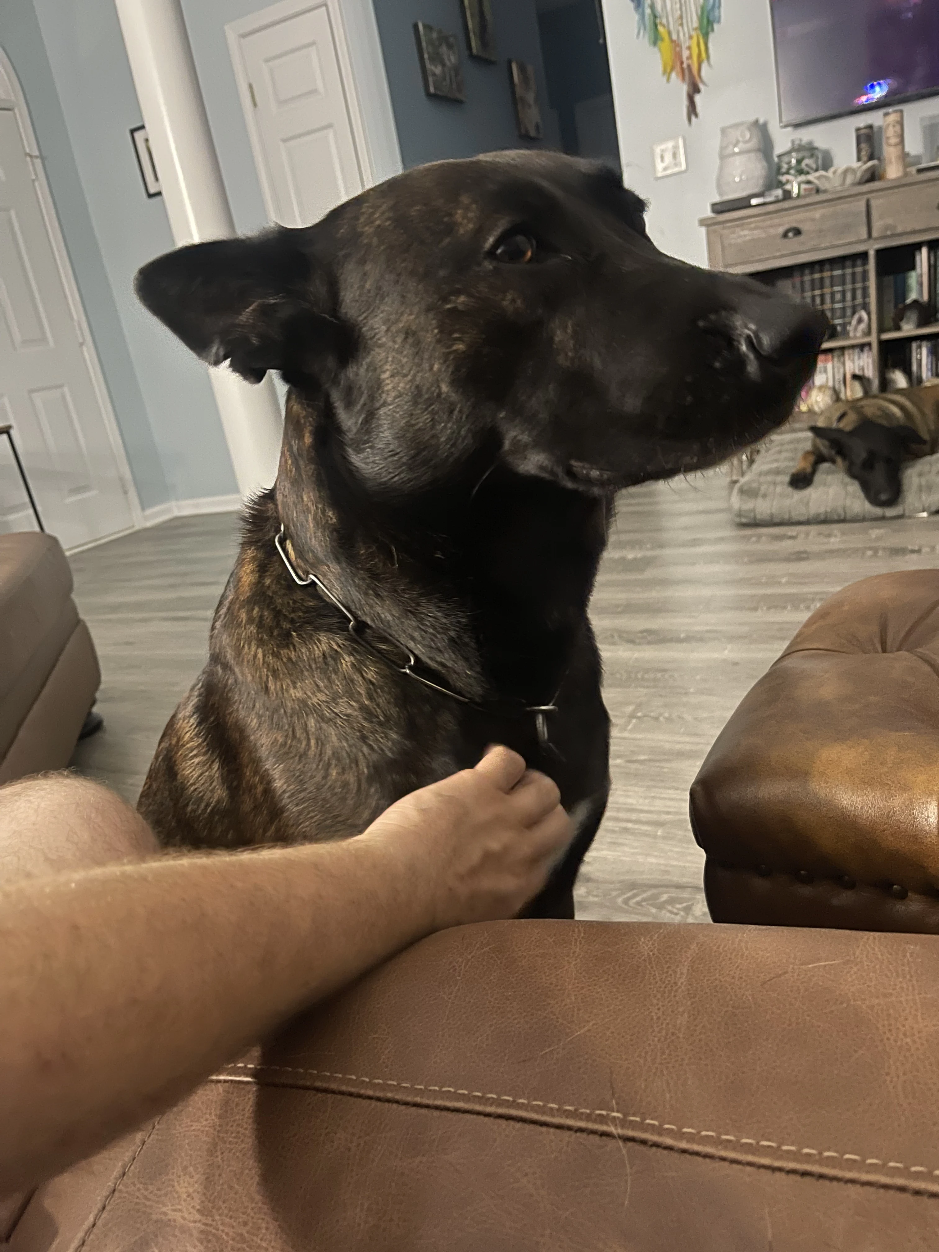 Ranger, Dutch Shepherd sire for the Ranger x Mila litter.