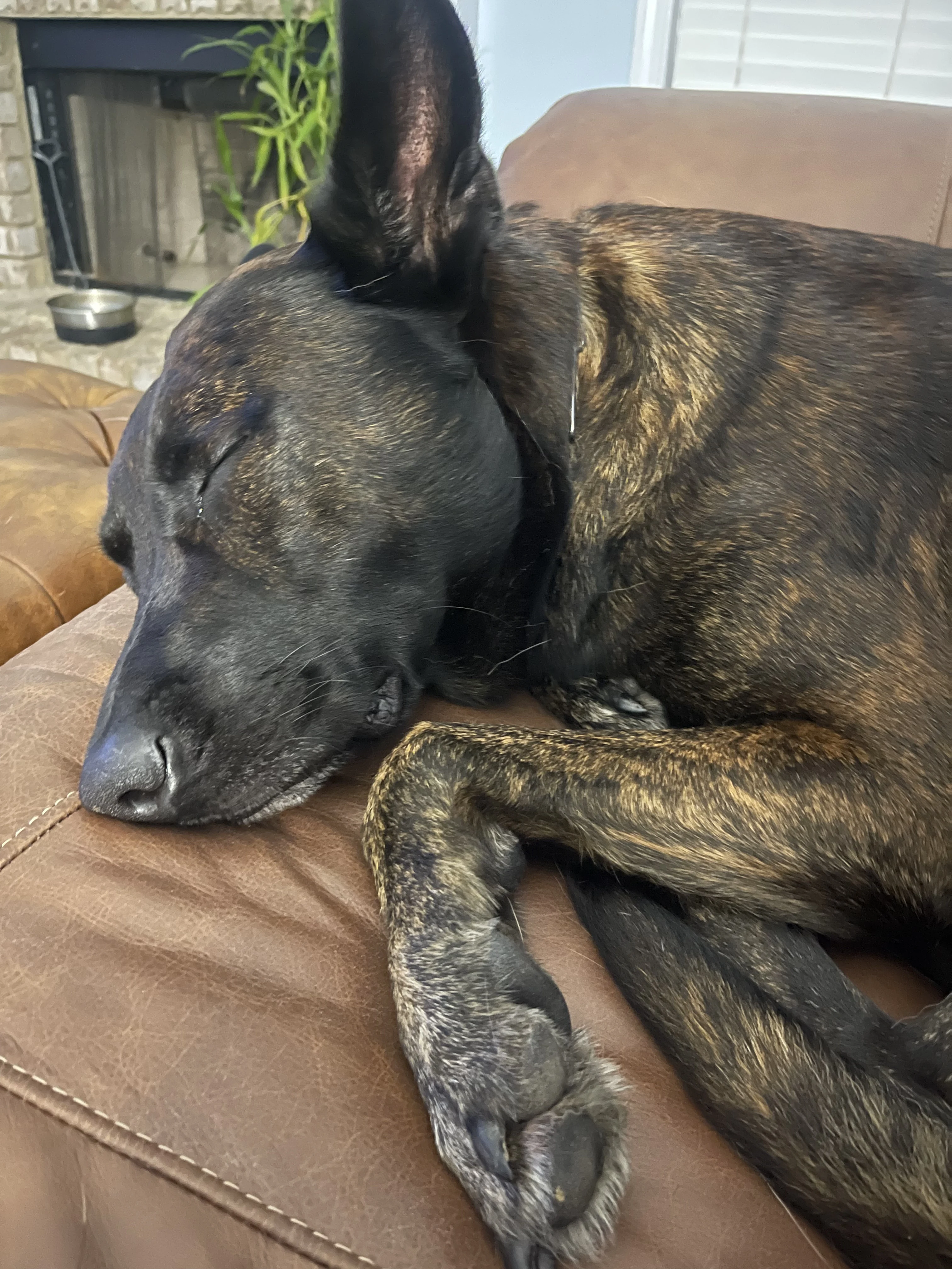 Ranger, Dutch Shepherd sire for the Ranger x Mila litter.