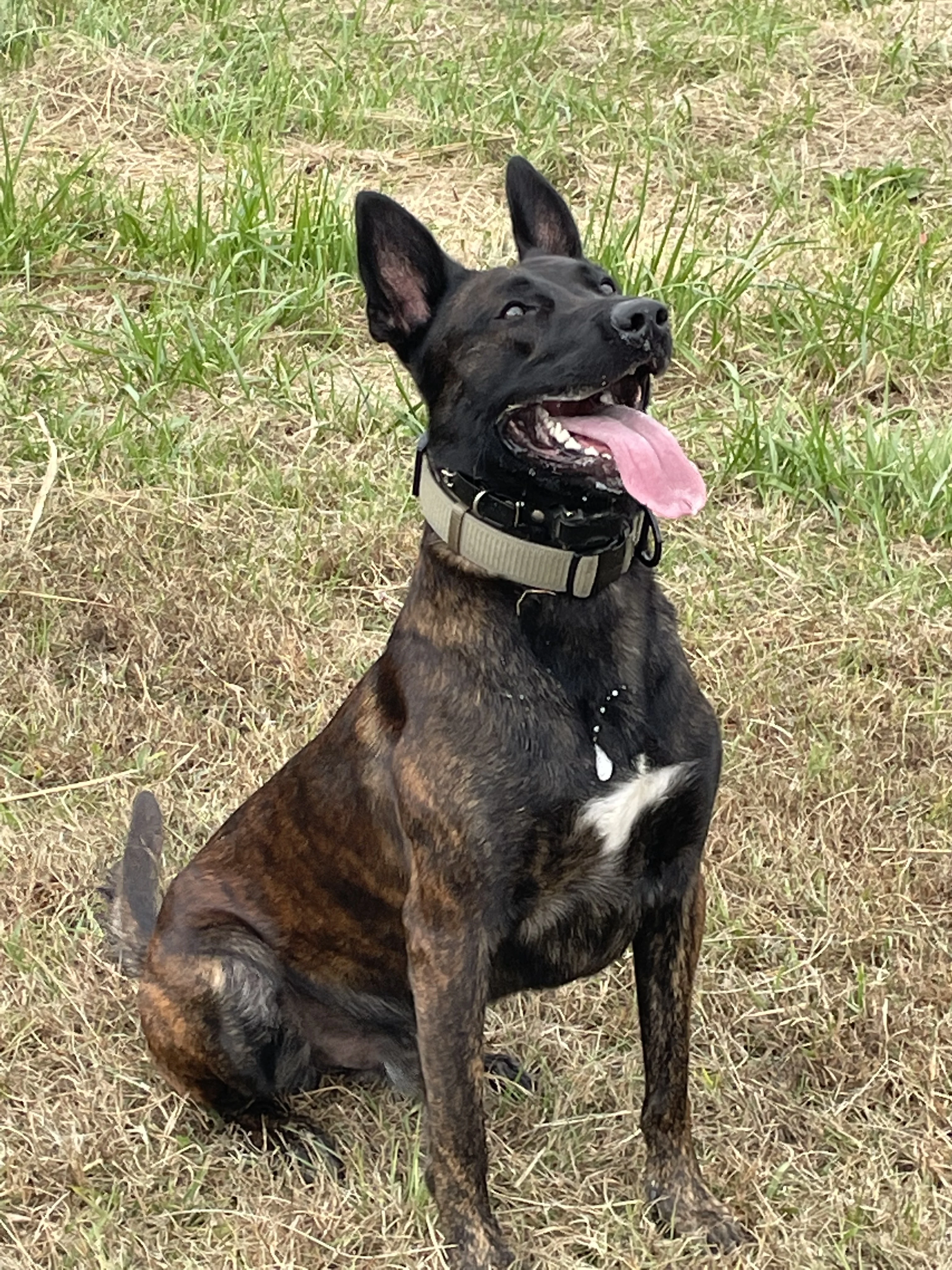 Ranger, Dutch Shepherd sire for the Ranger x Mila litter.