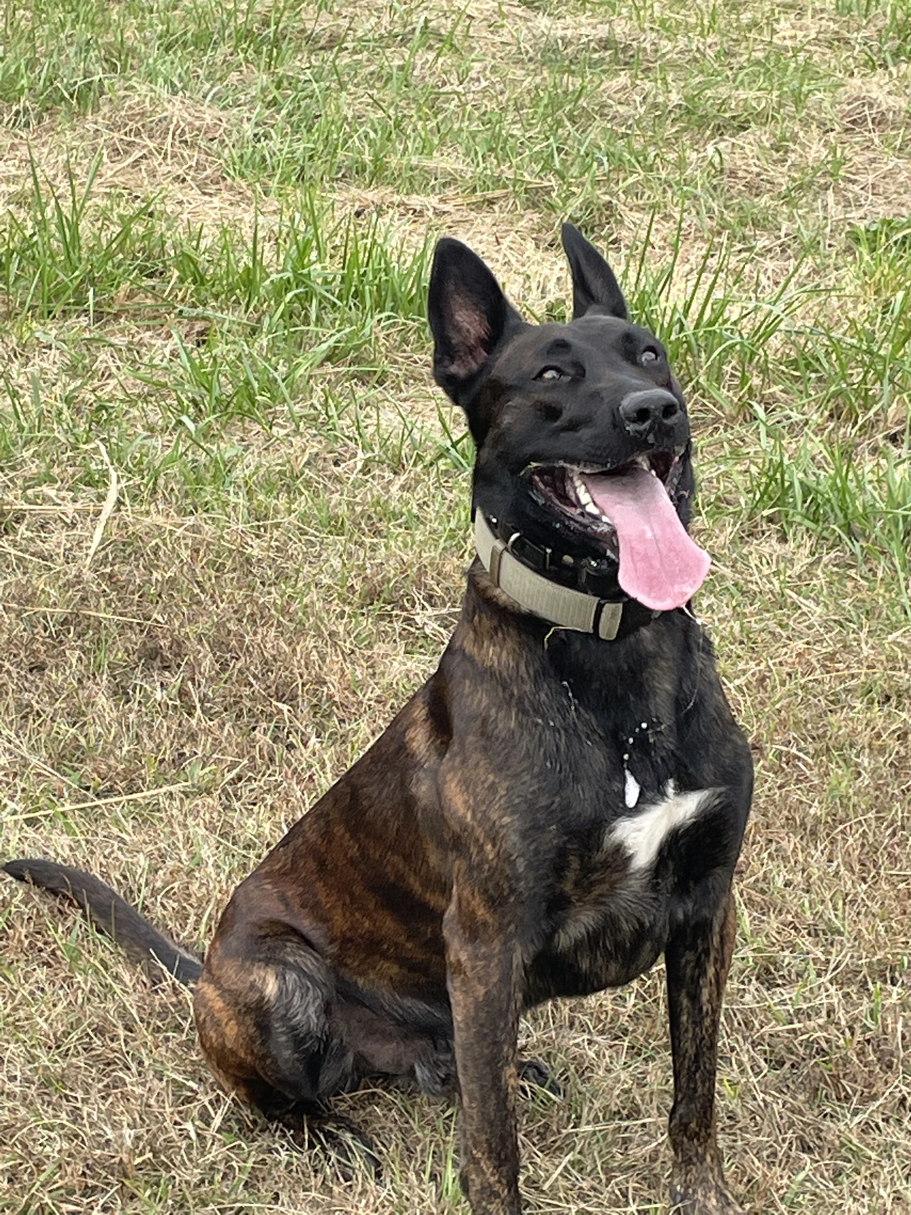 Ranger, Dutch Shepherd sire for the Ranger x Mila litter.