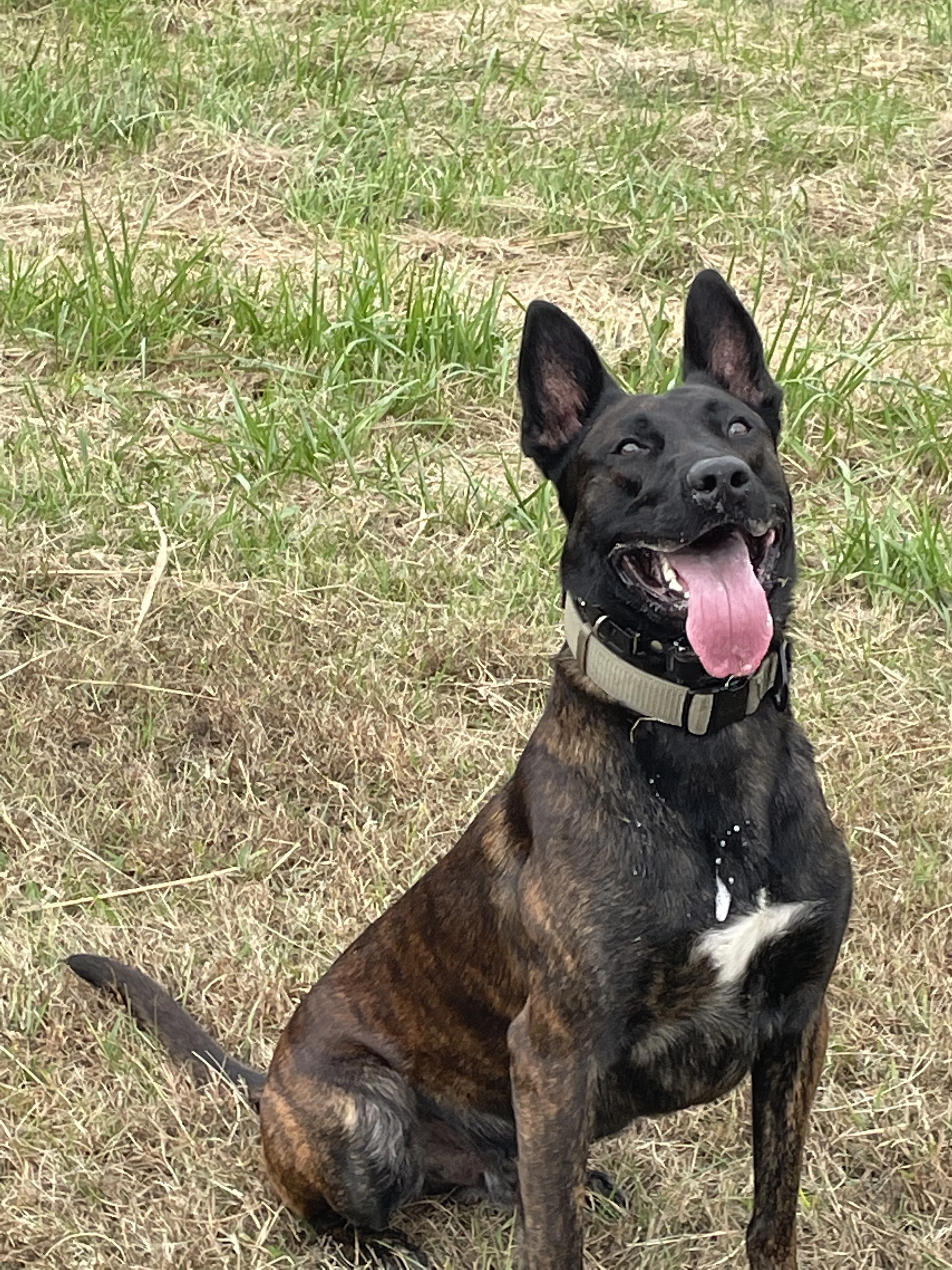 Ranger, Dutch Shepherd sire for the Ranger x Mila litter.