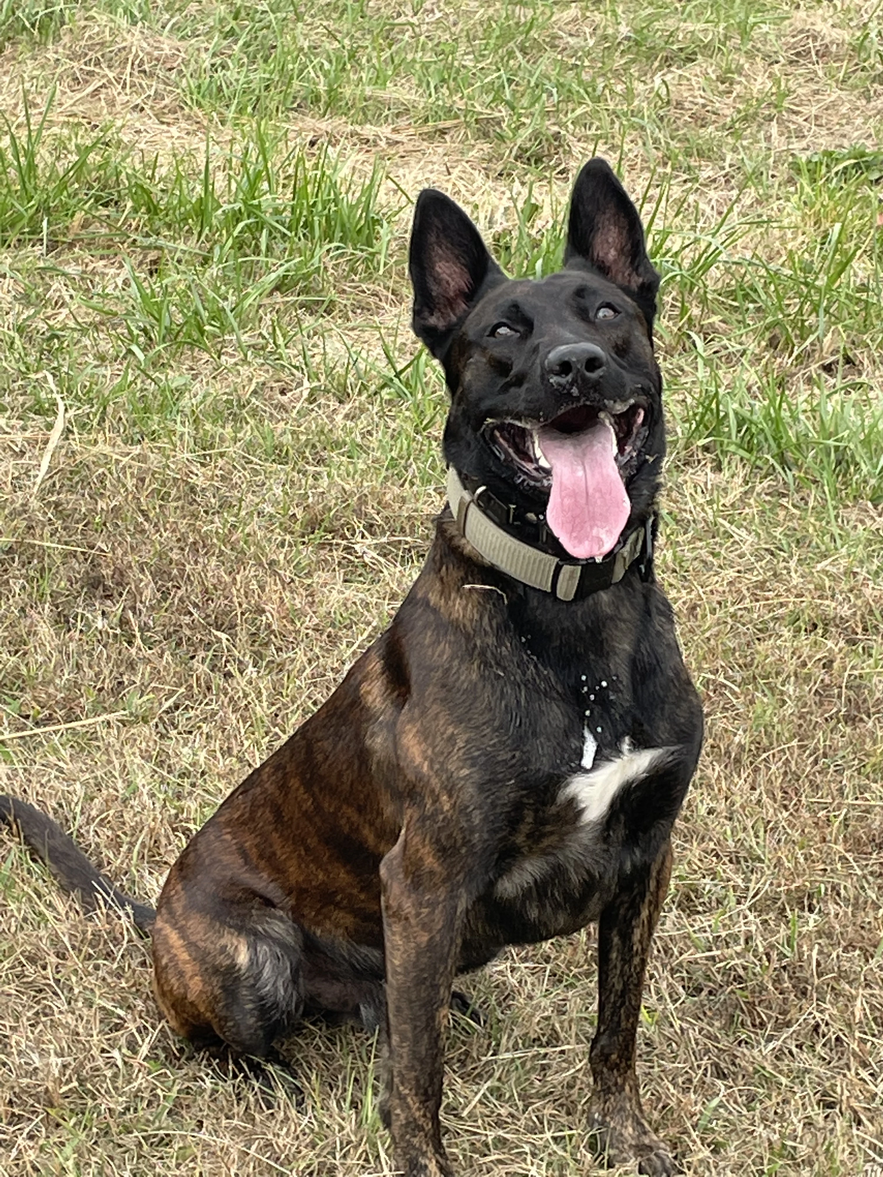 Ranger, Dutch Shepherd sire for the Ranger x Mila litter.
