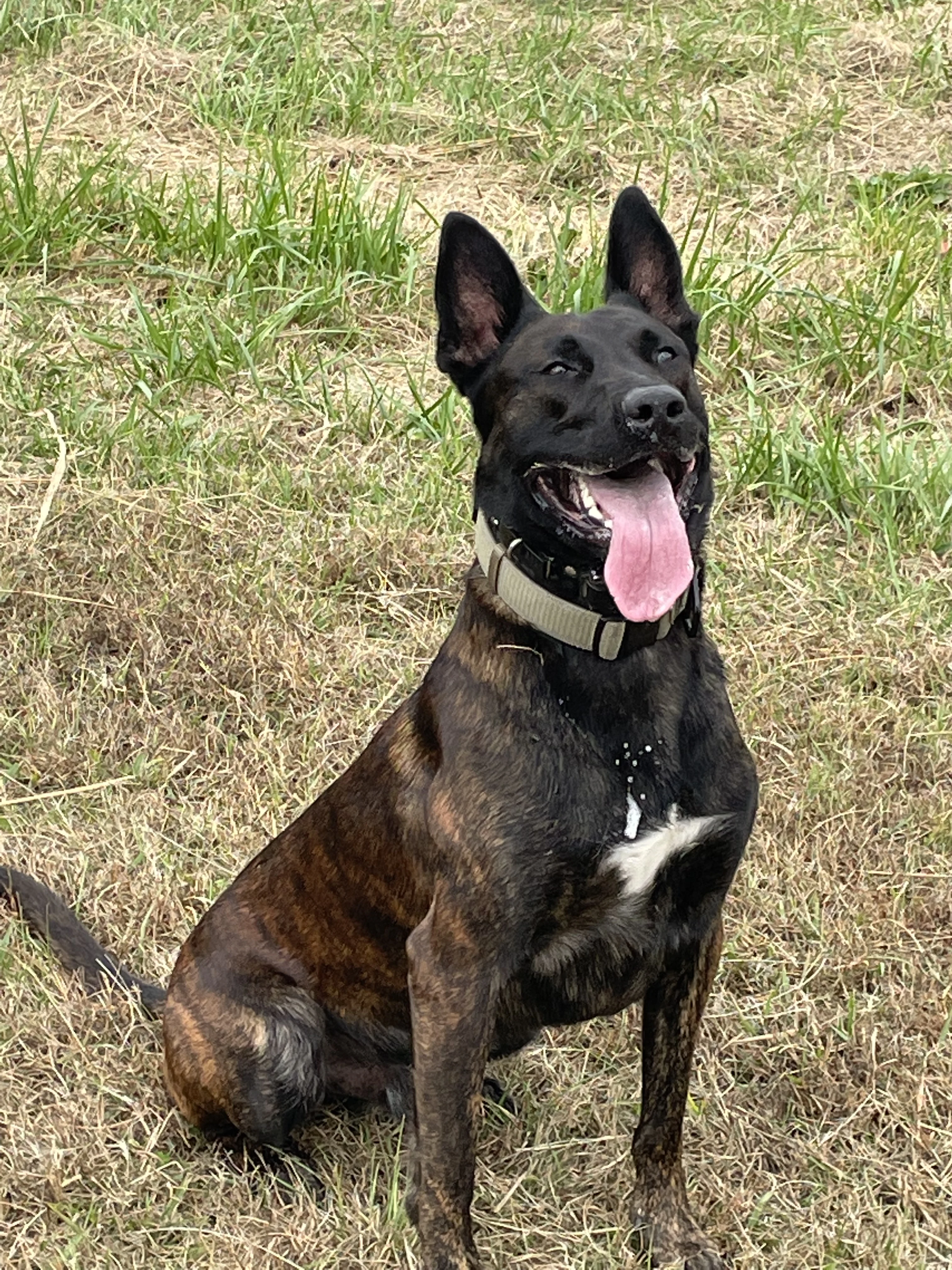 Ranger, Dutch Shepherd sire for the Ranger x Mila litter.
