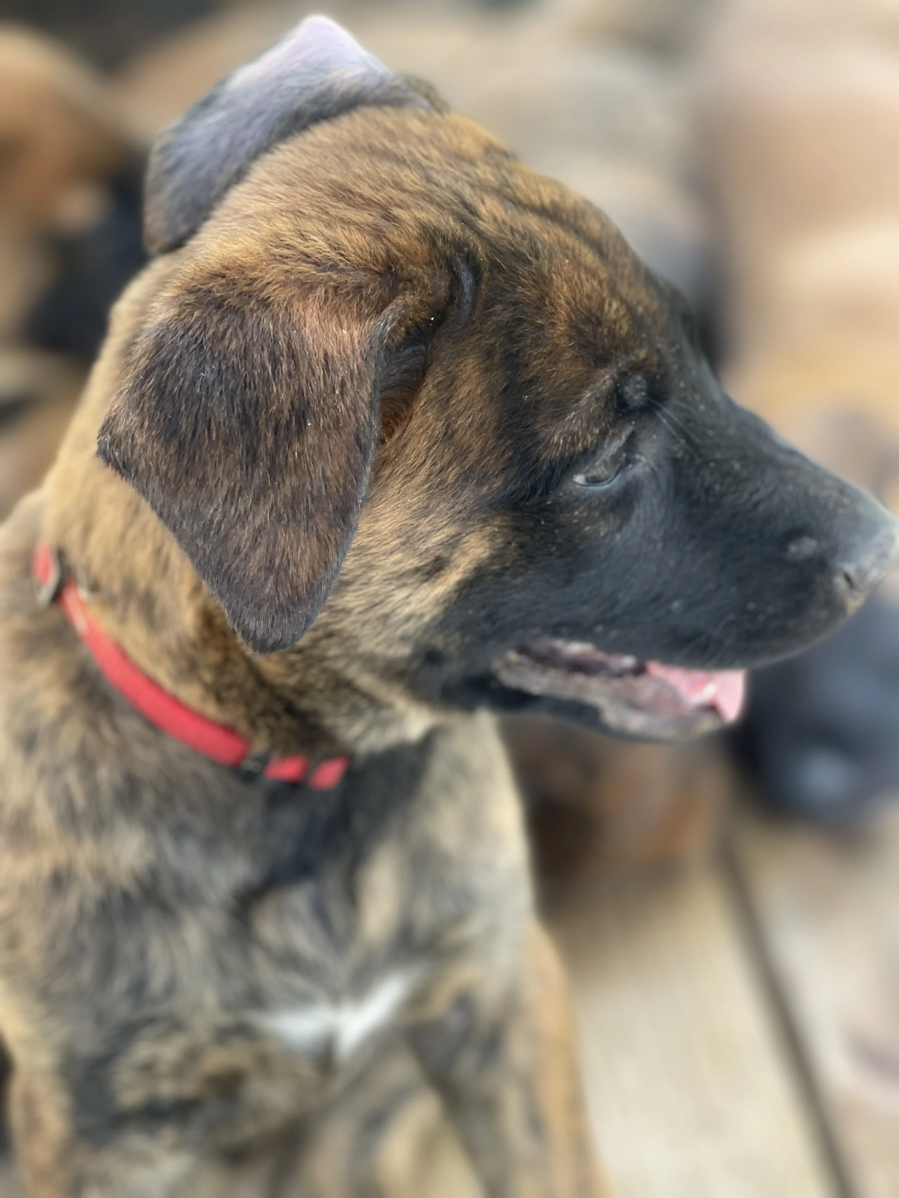 Aang from the Ranger x Mila litter during puppy evaluation and development.