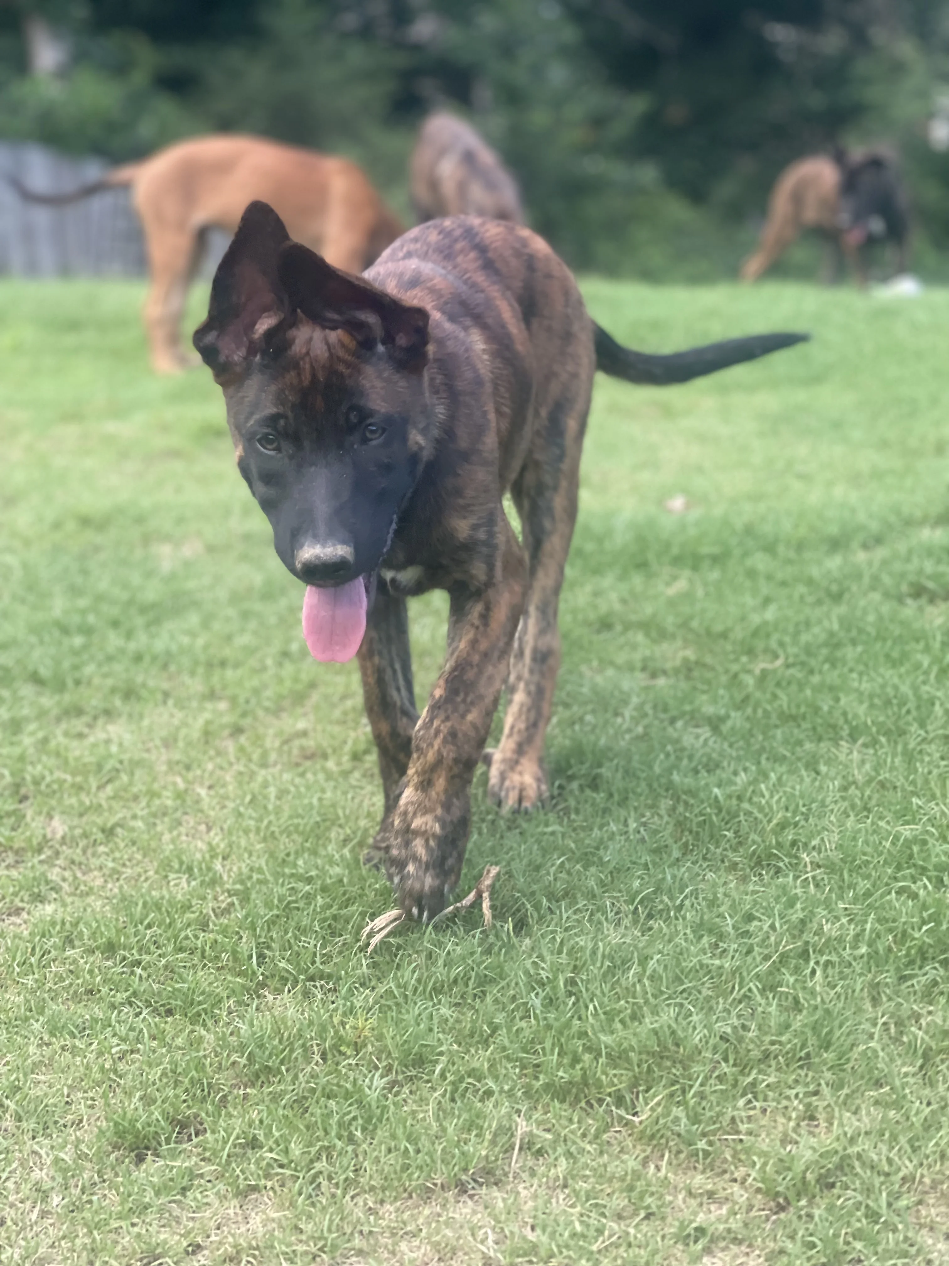 Aang from the Ranger x Mila litter during puppy evaluation and development.