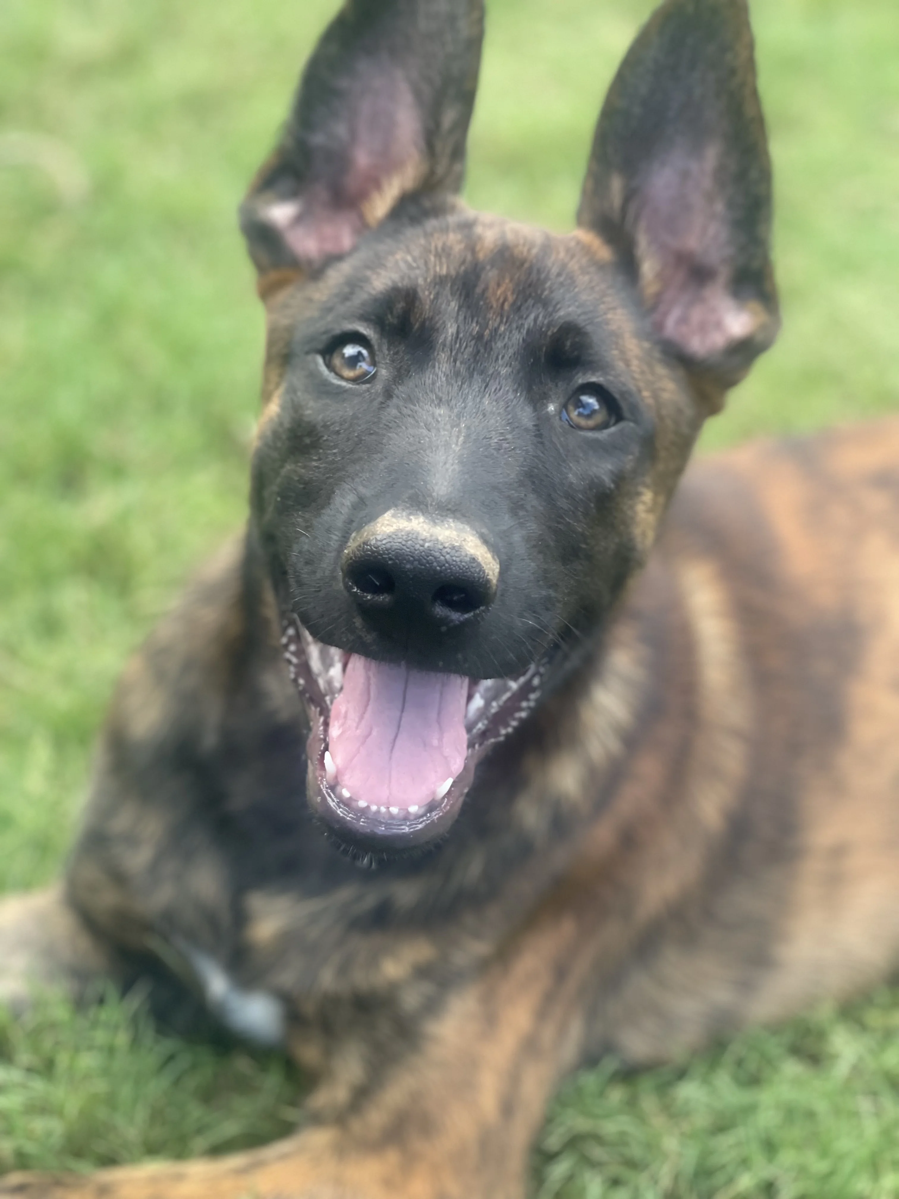 Aang from the Ranger x Mila litter during puppy evaluation and development.