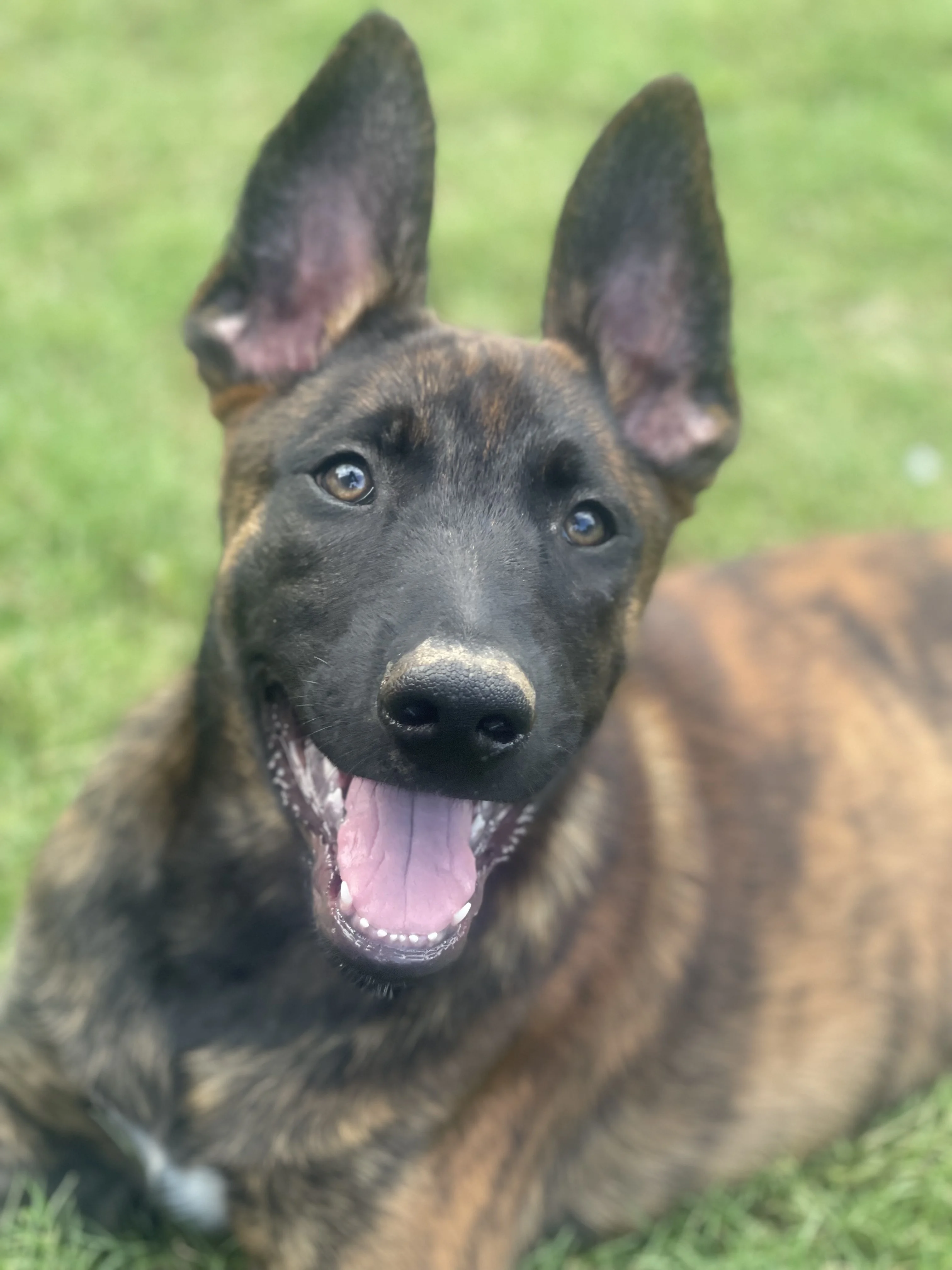 Aang from the Ranger x Mila litter during puppy evaluation and development.