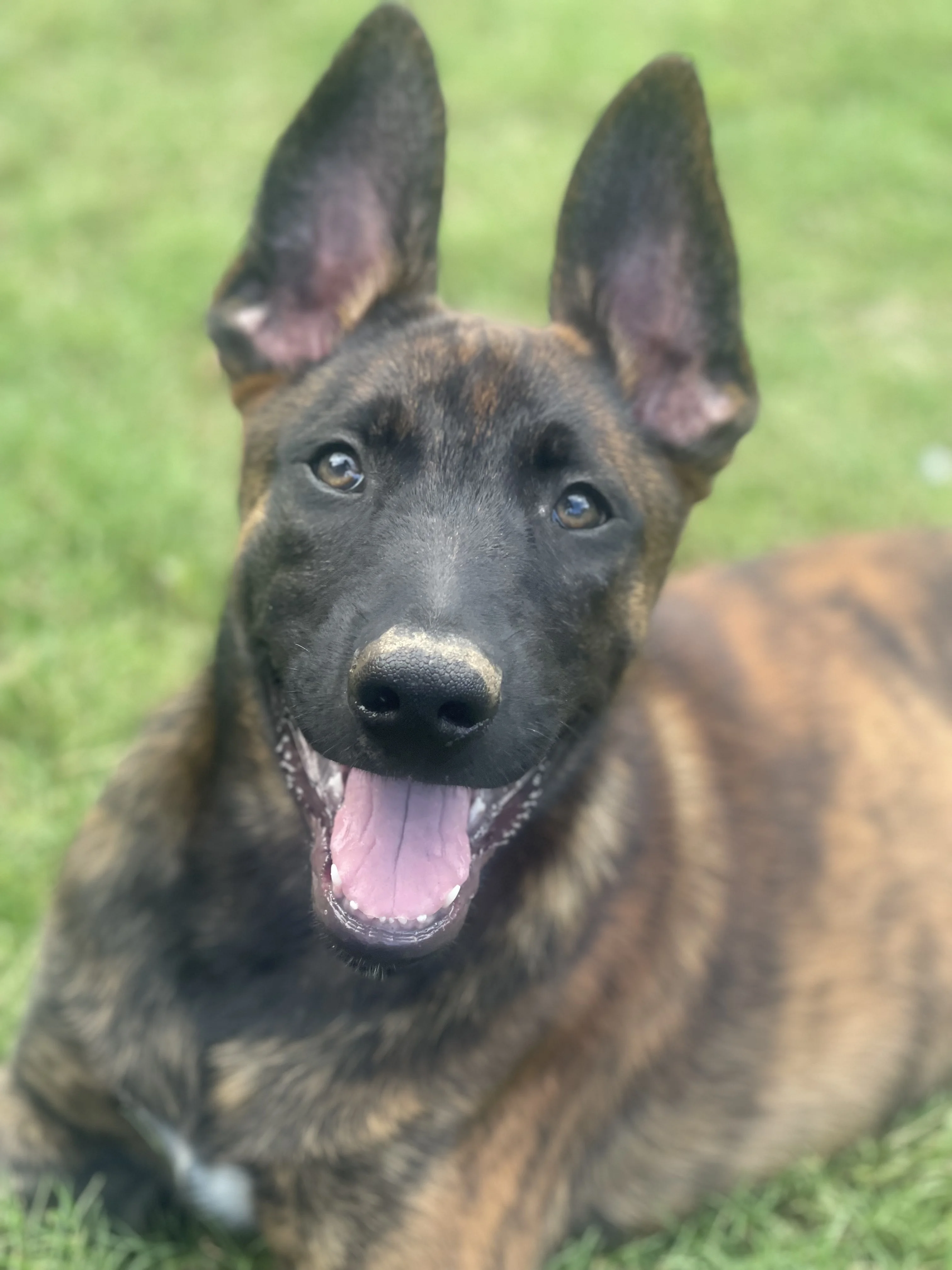 Aang from the Ranger x Mila litter during puppy evaluation and development.
