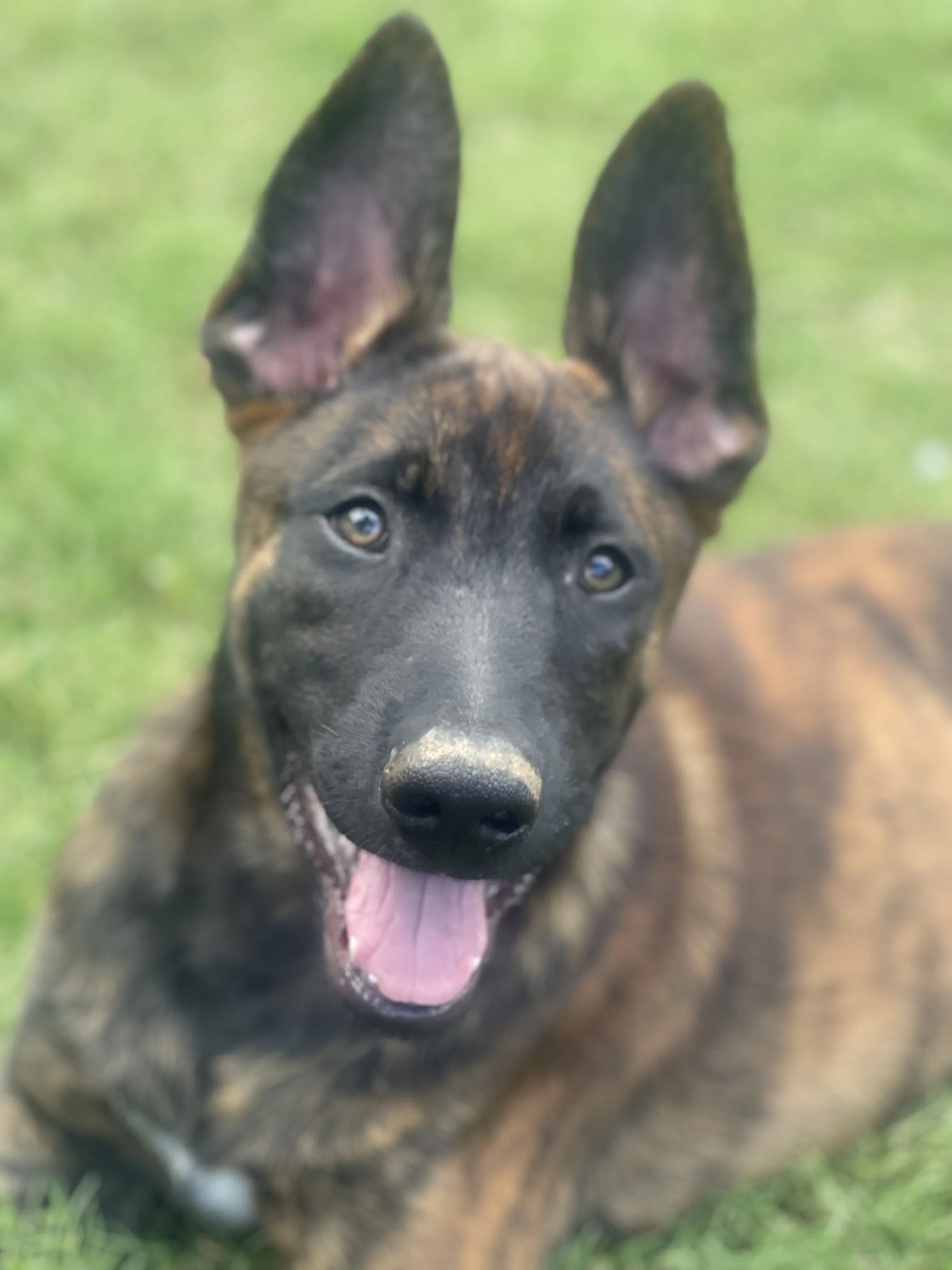 Aang from the Ranger x Mila litter during puppy evaluation and development.