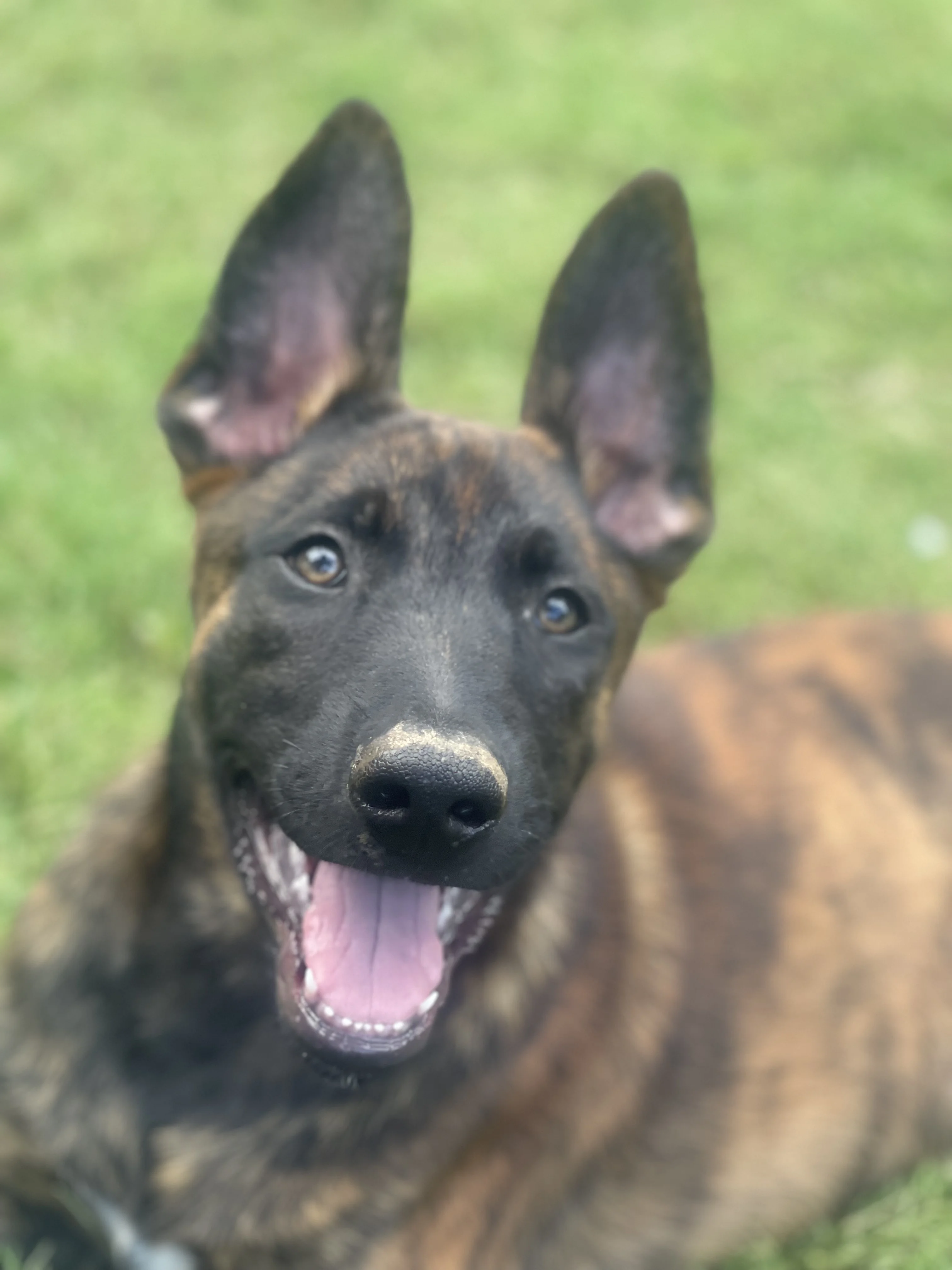 Aang, Red-collar male puppy.