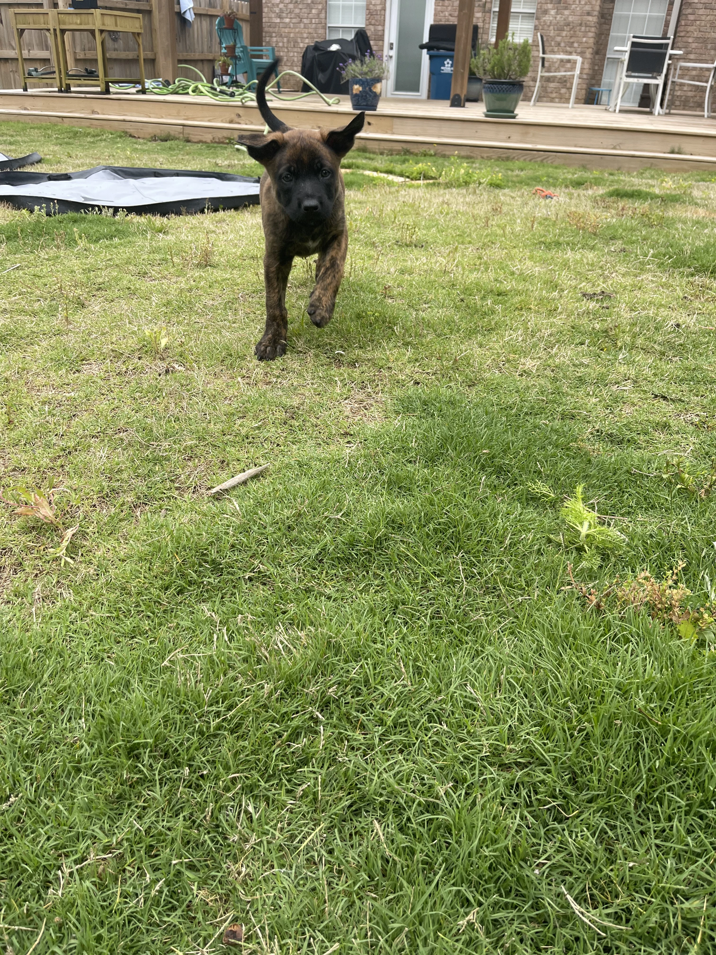 Aang from the Ranger x Mila litter during puppy evaluation and development.