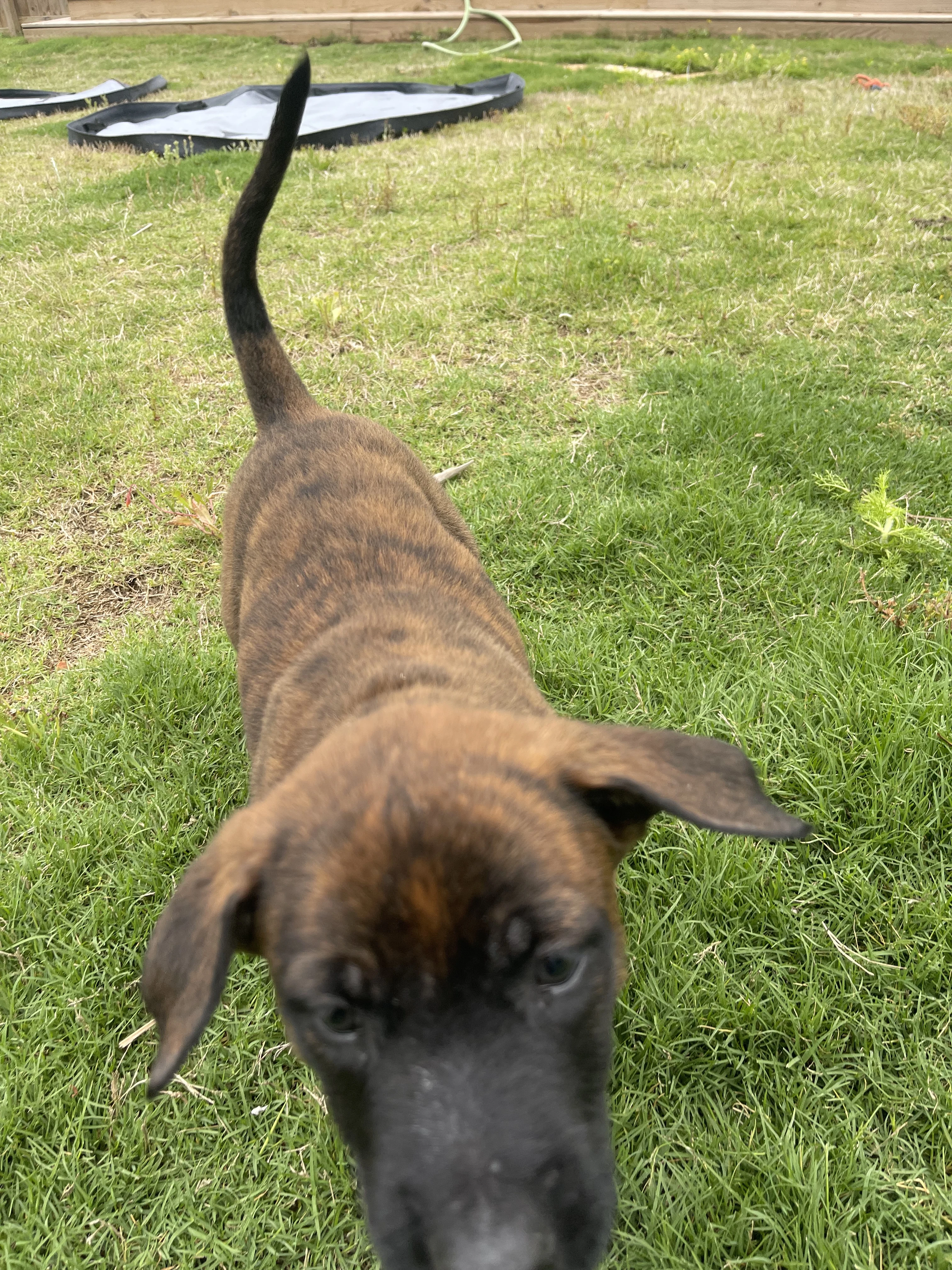 Aang from the Ranger x Mila litter during puppy evaluation and development.