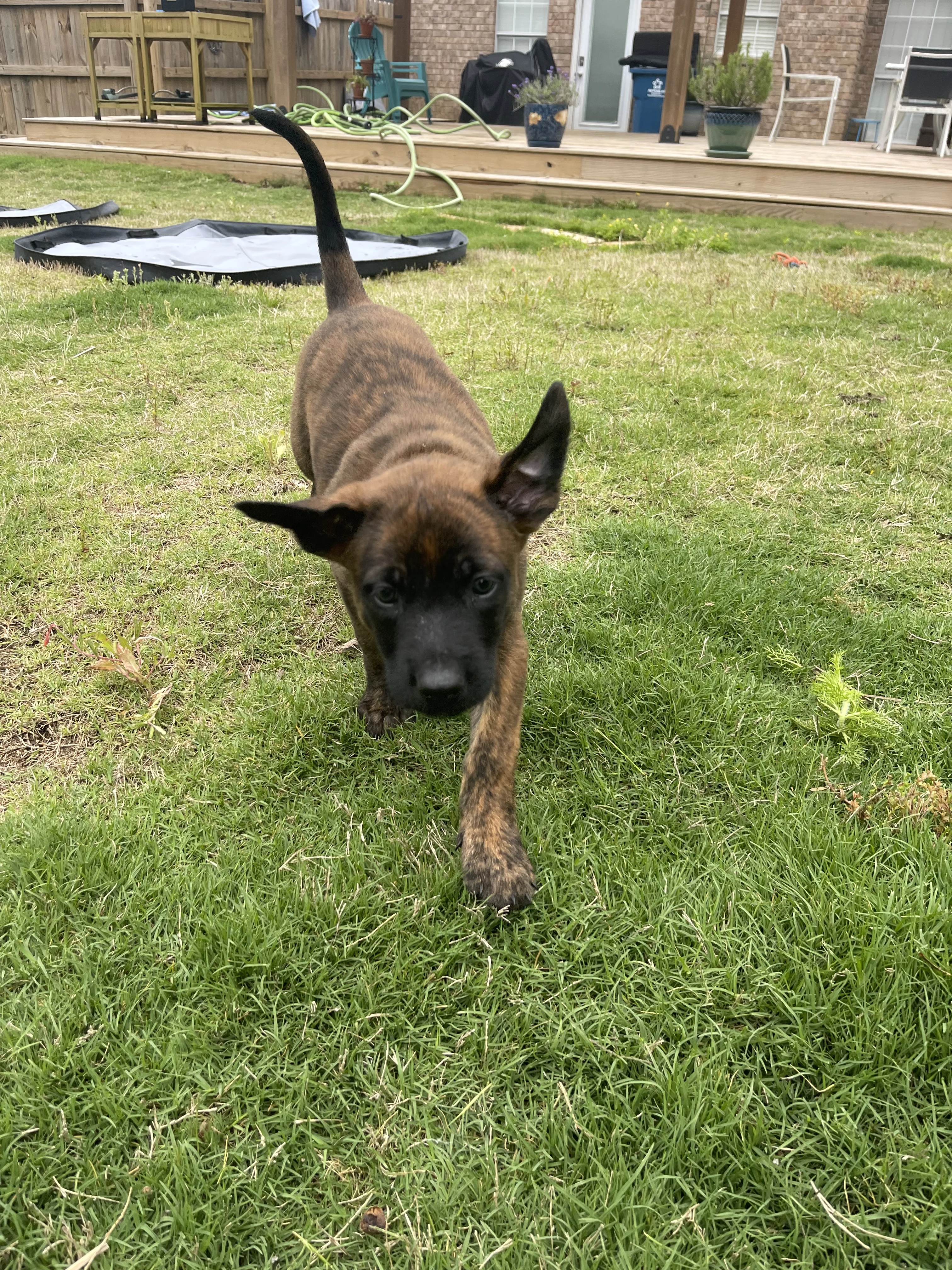 Aang from the Ranger x Mila litter during puppy evaluation and development.