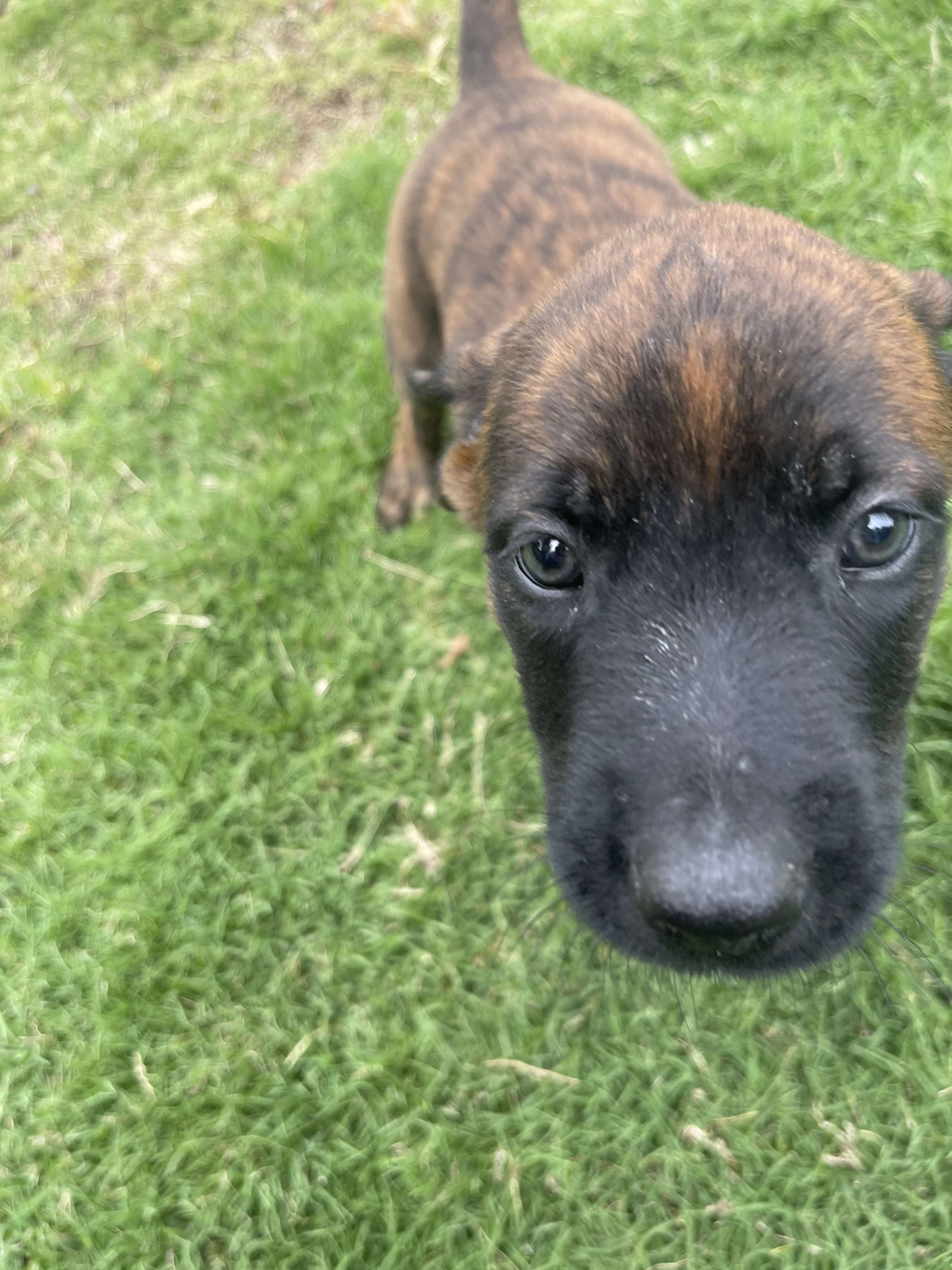 Aang from the Ranger x Mila litter during puppy evaluation and development.
